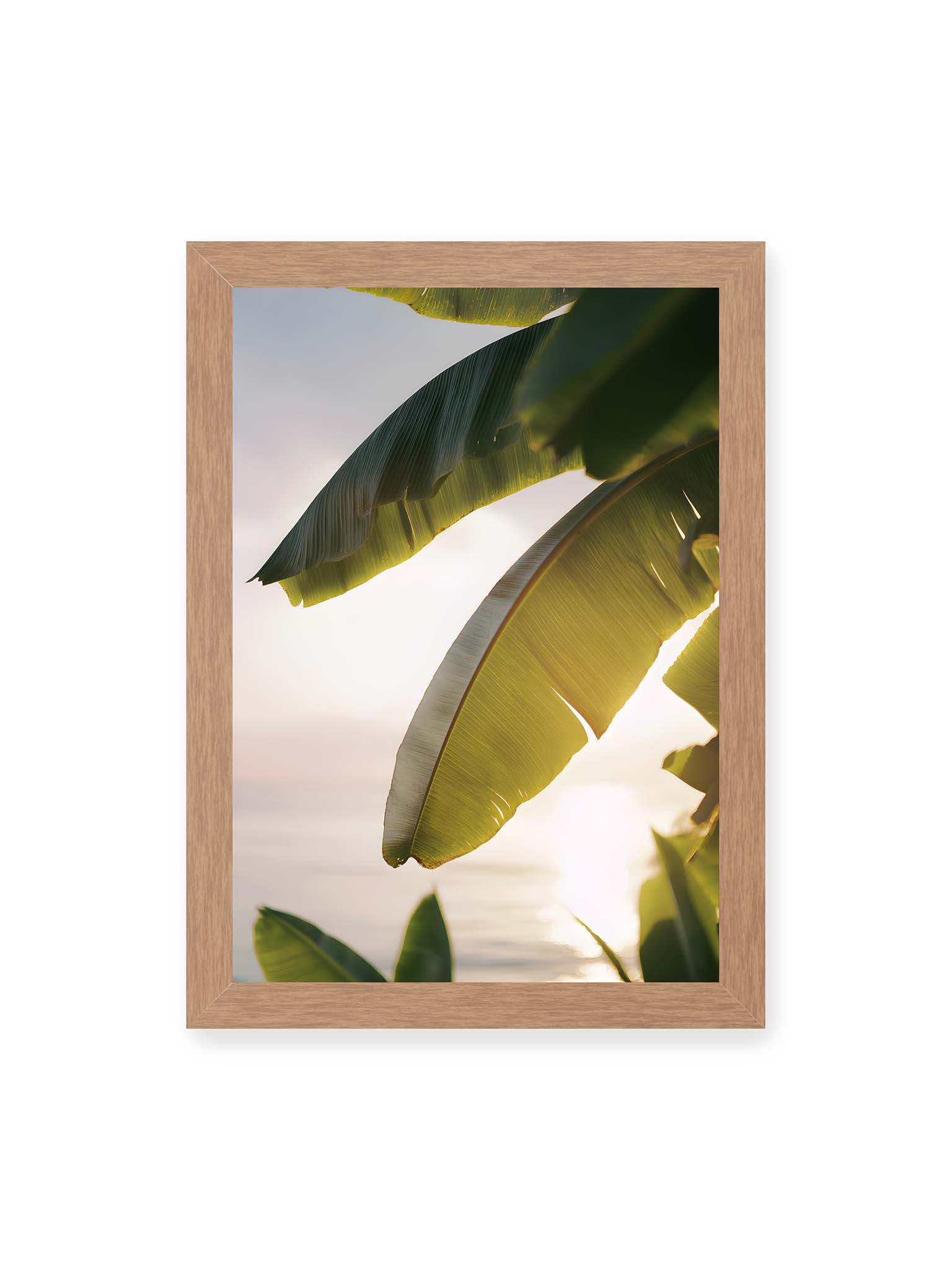 21x30 cm, Eichenrahmen – Großes Bananenblatt im Gegenlicht mit sichtbarer Struktur und warmem Licht vor hellem Hintergrund an der Küste.