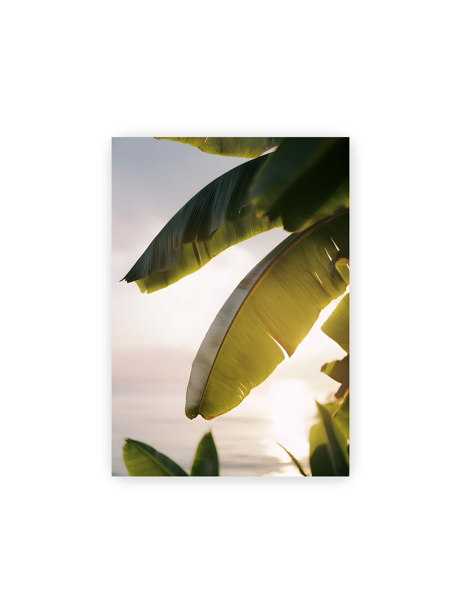 21x30 cm – Großes Bananenblatt im Gegenlicht mit sichtbarer Struktur und warmem Licht vor hellem Hintergrund an der Küste.