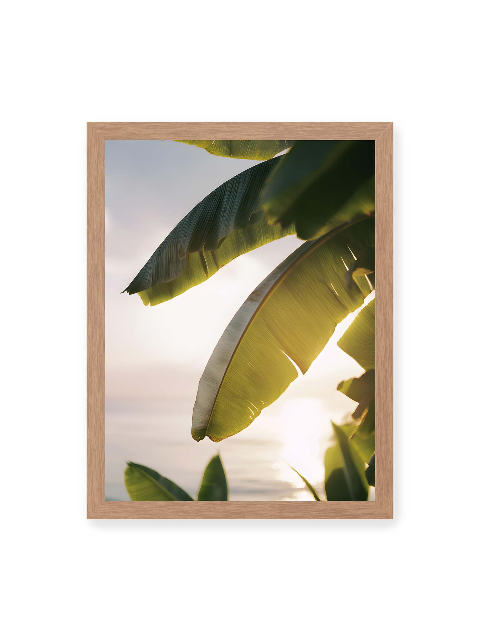 30x40 cm, Eichenrahmen – Großes Bananenblatt im Gegenlicht mit sichtbarer Struktur und warmem Licht vor hellem Hintergrund an der Küste.