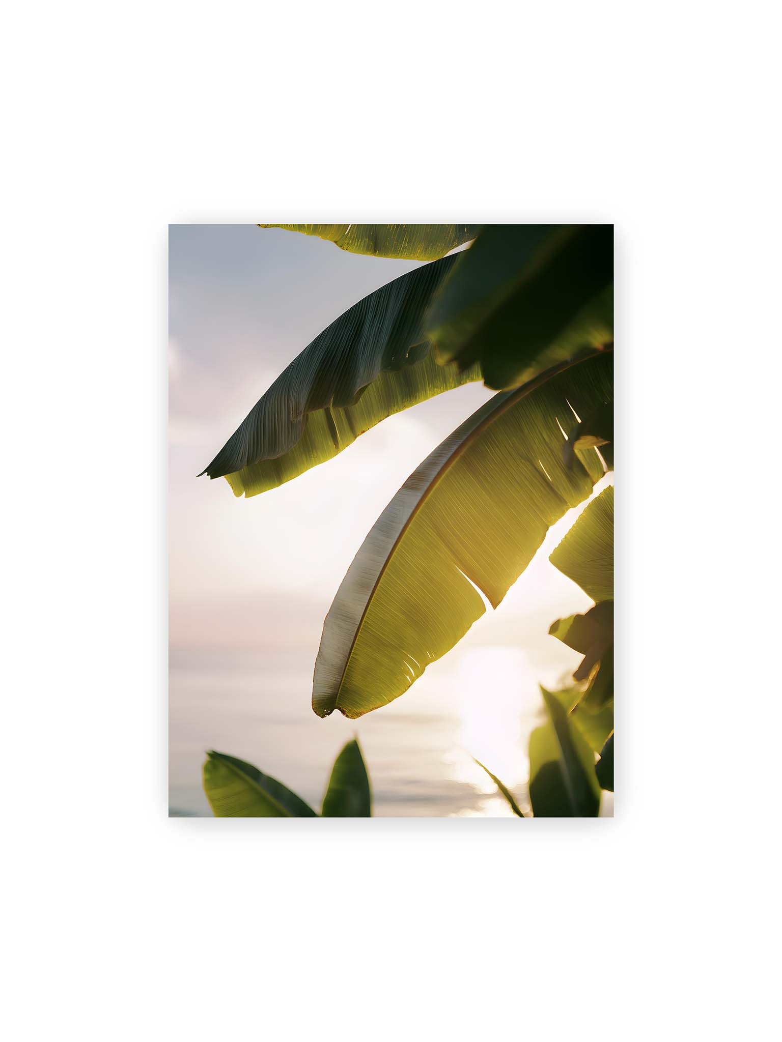 30x40 cm – Großes Bananenblatt im Gegenlicht mit sichtbarer Struktur und warmem Licht vor hellem Hintergrund an der Küste.