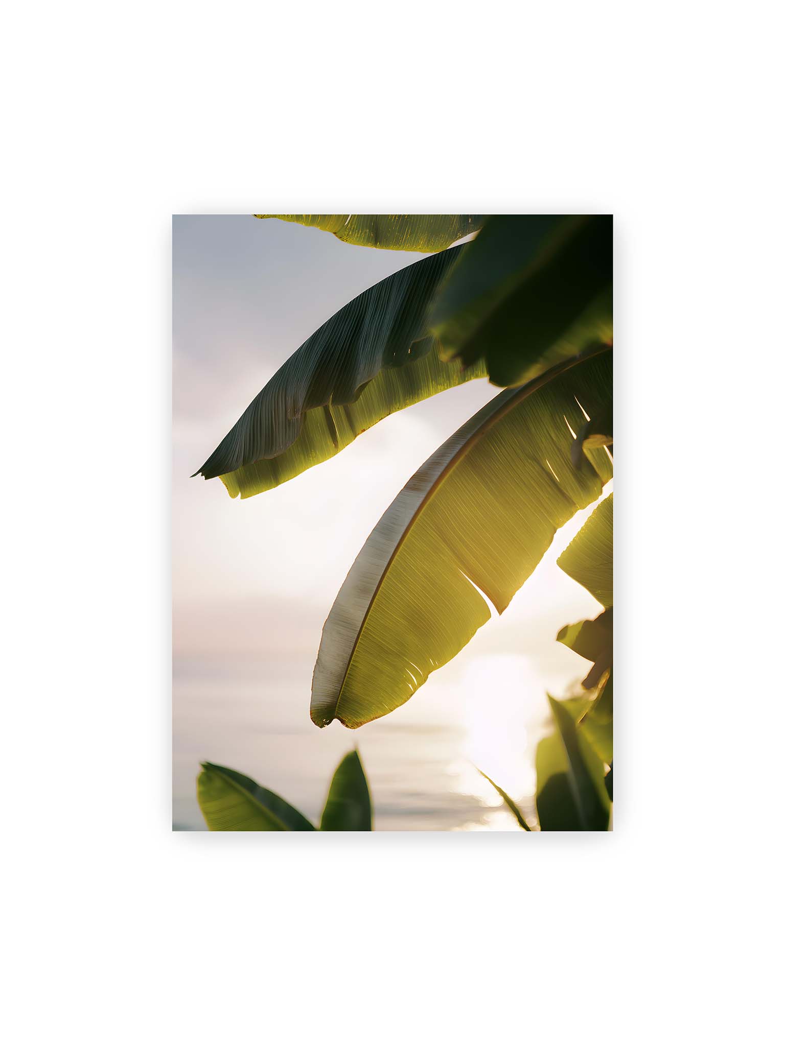 50x70 cm – Großes Bananenblatt im Gegenlicht mit sichtbarer Struktur und warmem Licht vor hellem Hintergrund an der Küste.