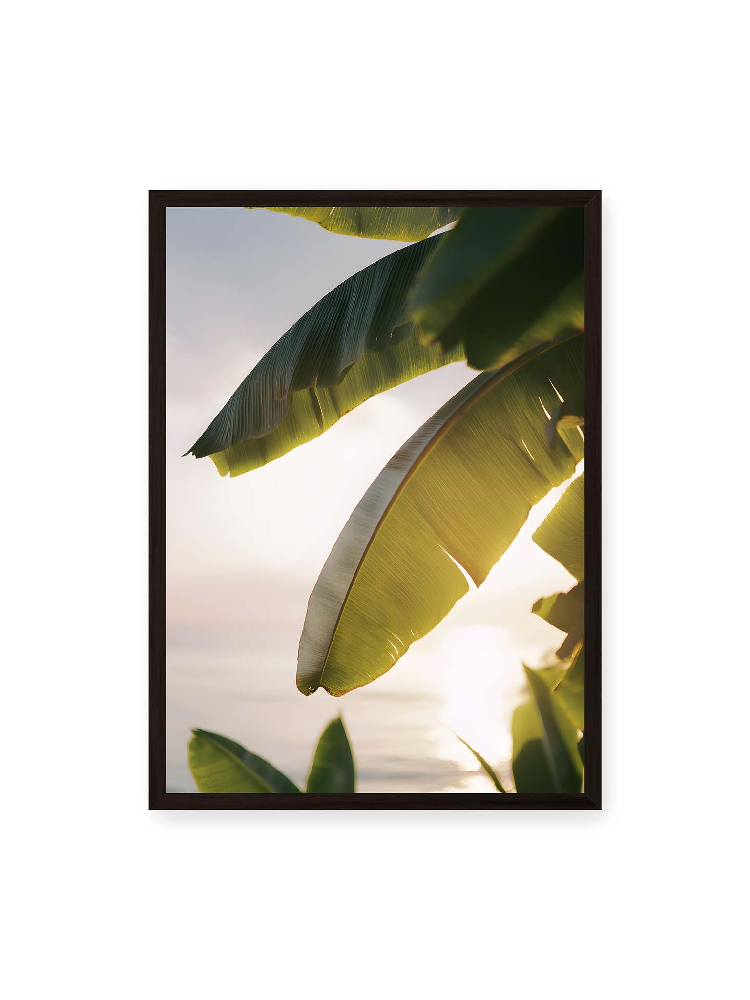 50x70 cm, schwarzer Rahmen – Großes Bananenblatt im Gegenlicht mit sichtbarer Struktur und warmem Licht vor hellem Hintergrund an der Küste.