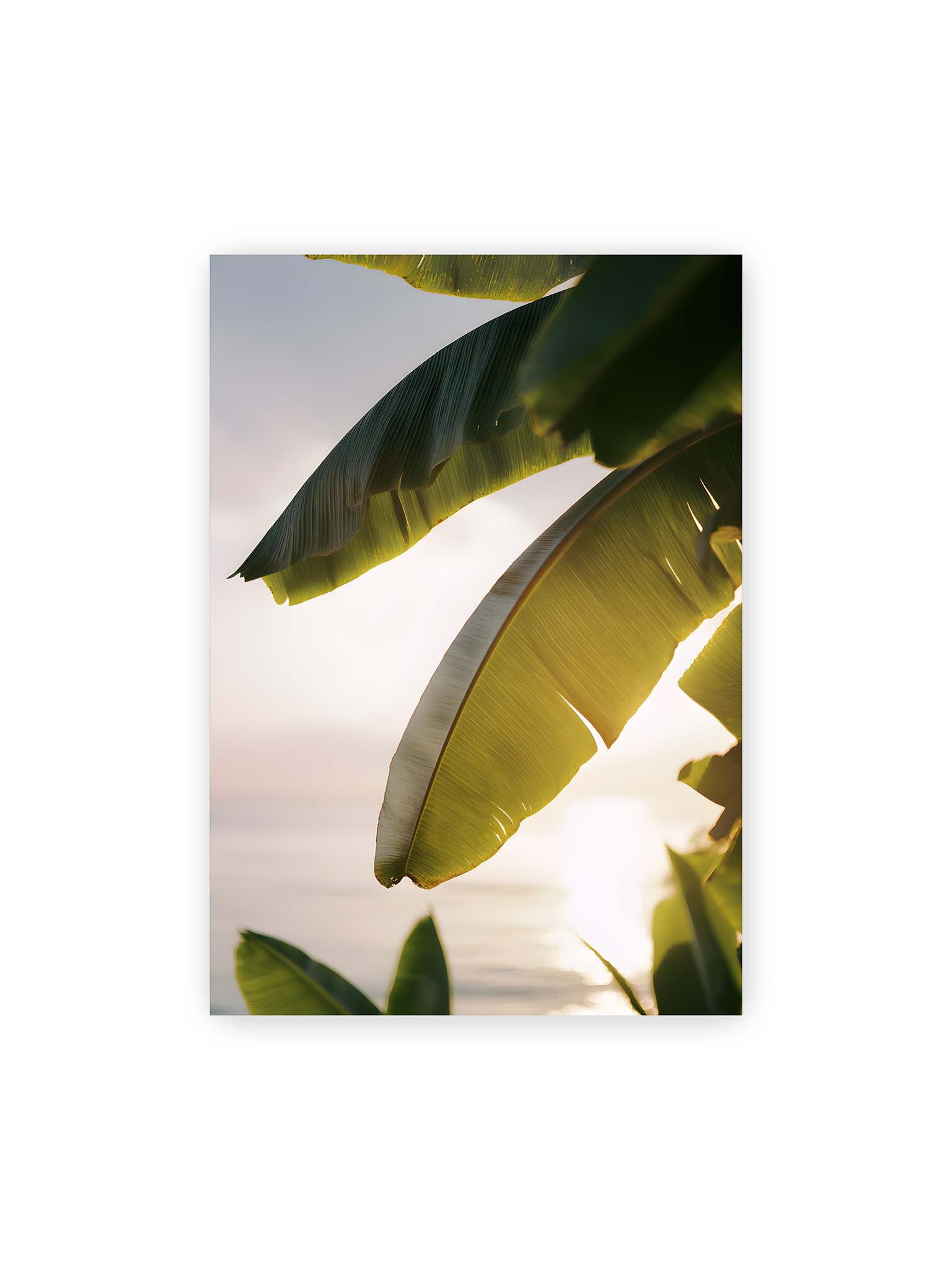 70x100 cm – Großes Bananenblatt im Gegenlicht mit sichtbarer Struktur und warmem Licht vor hellem Hintergrund an der Küste.