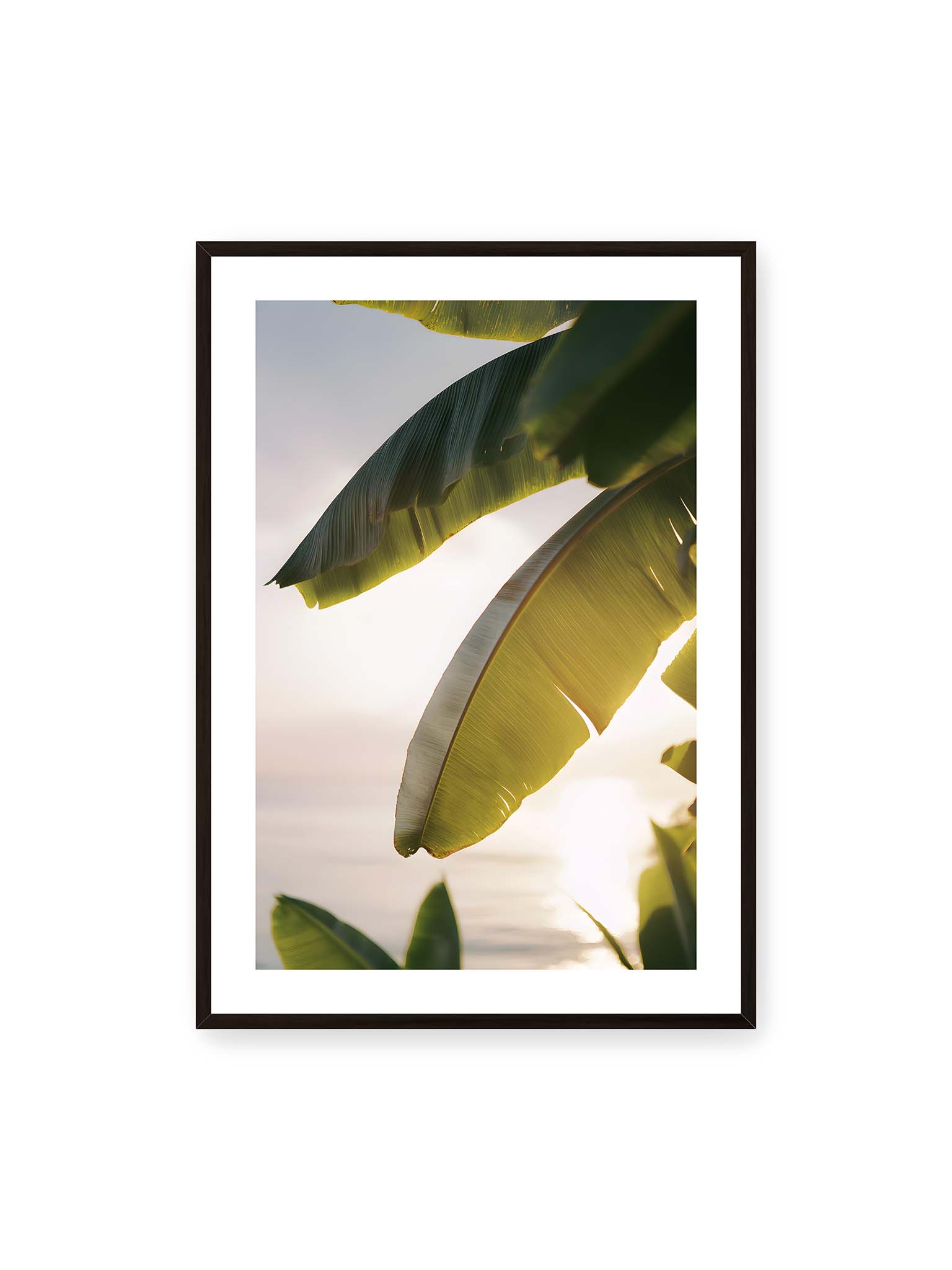 70x100 cm, weißer Galerie-Rand, schwarzer Rahmen – Großes Bananenblatt im Gegenlicht mit sichtbarer Struktur und warmem Licht vor hellem Hintergrund an der Küste.
