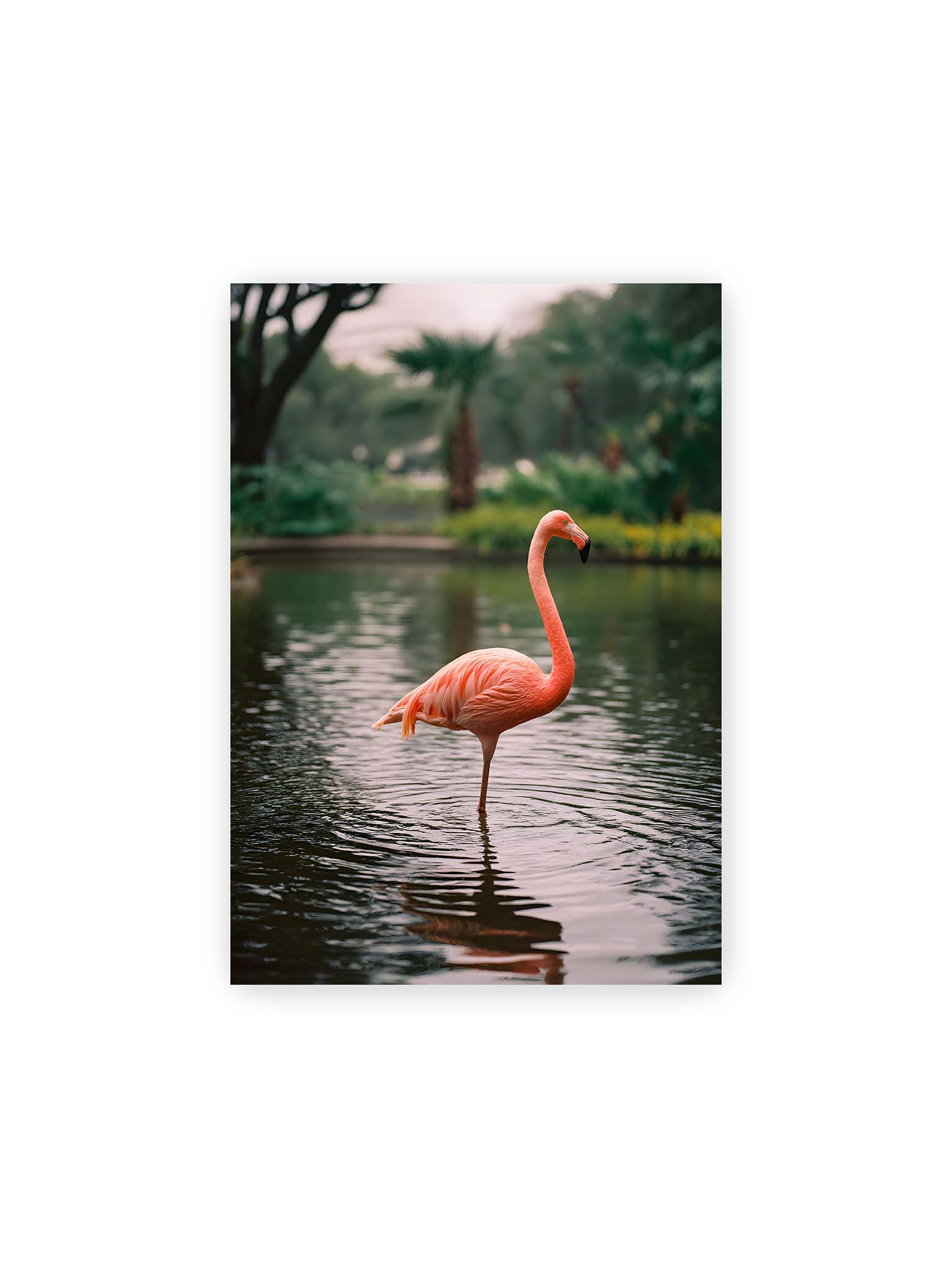 21x30 cm – Flamingo steht im flachen Wasser mit sanften Wellen und grünem, unscharfem tropischen Hintergrund.