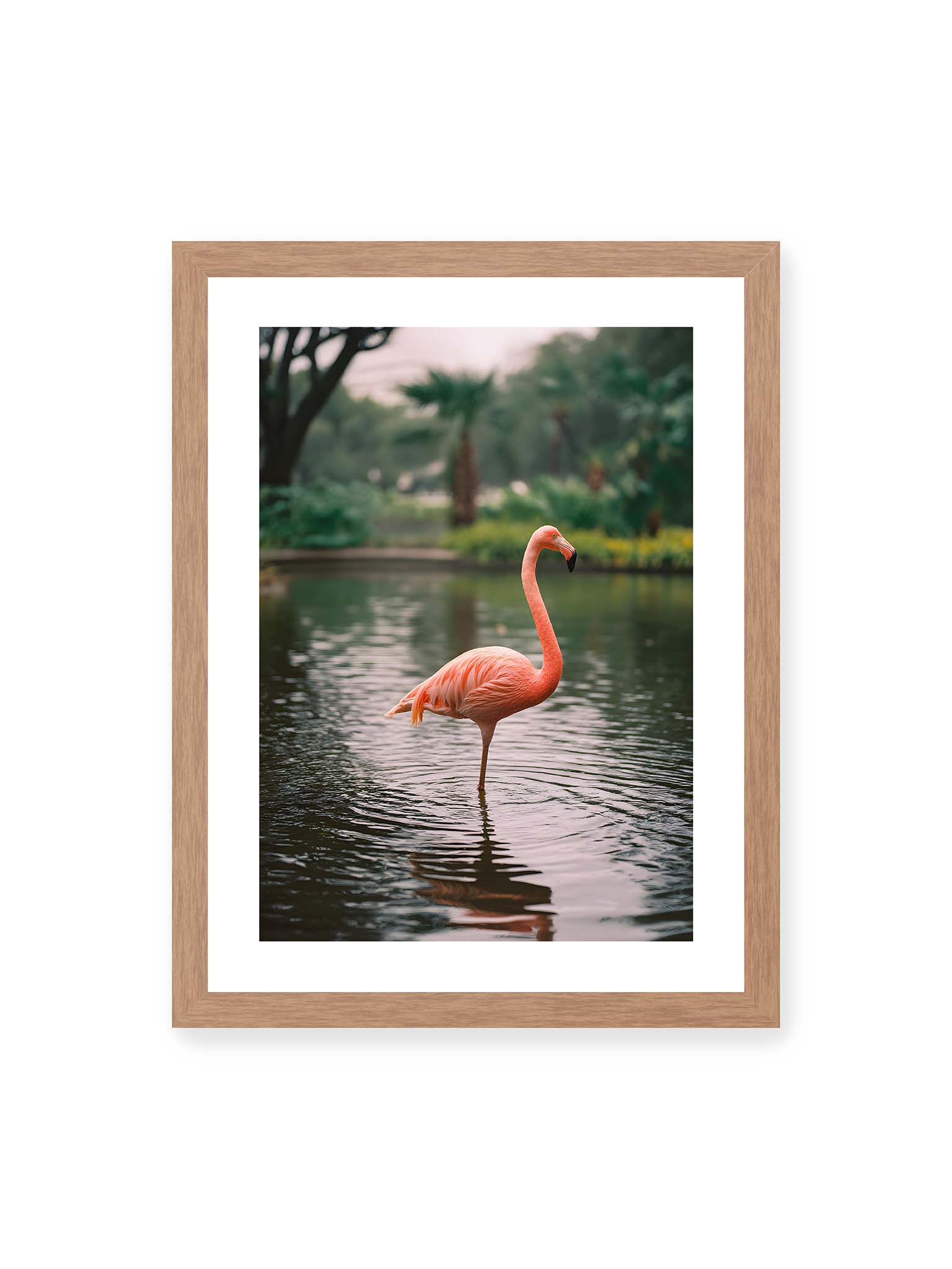 30x40 cm, weißer Galerie-Rand, Eichenrahmen – Flamingo steht im flachen Wasser mit sanften Wellen und grünem, unscharfem tropischen Hintergrund.