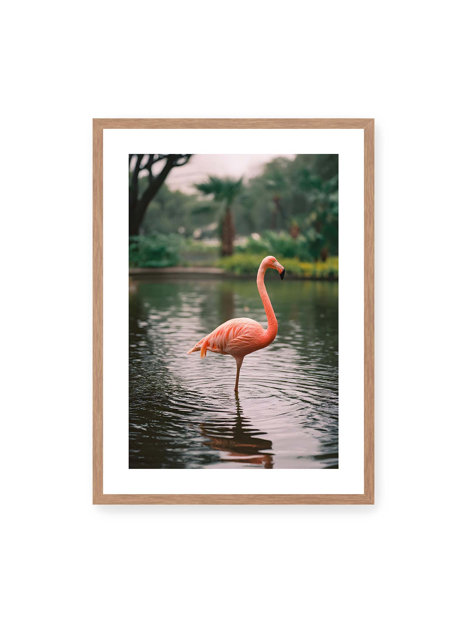 50x70 cm, weißer Galerie-Rand, Eichenrahmen – Flamingo steht im flachen Wasser mit sanften Wellen und grünem, unscharfem tropischen Hintergrund.