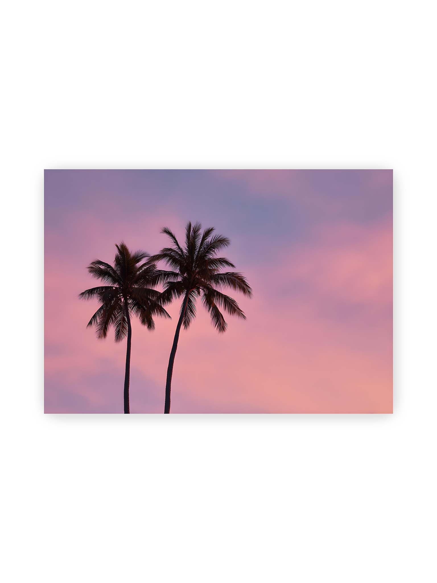 70x100 cm – Zwei Palmen als dunkle Silhouetten vor einem rosafarbenen Himmel mit weichen Farbverläufen bei Sonnenuntergang.