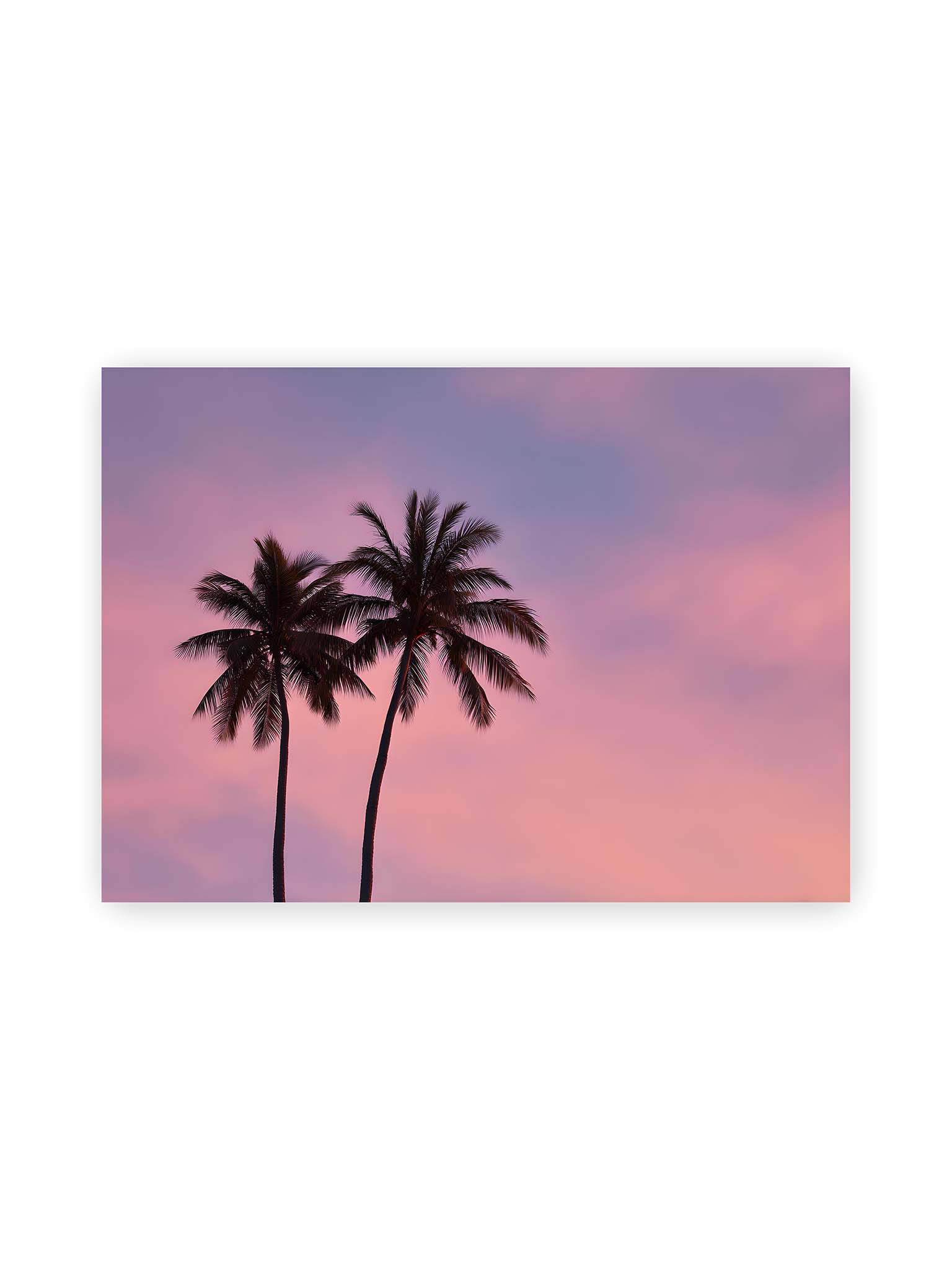 50x70 cm – Zwei Palmen als dunkle Silhouetten vor einem rosafarbenen Himmel mit weichen Farbverläufen bei Sonnenuntergang.