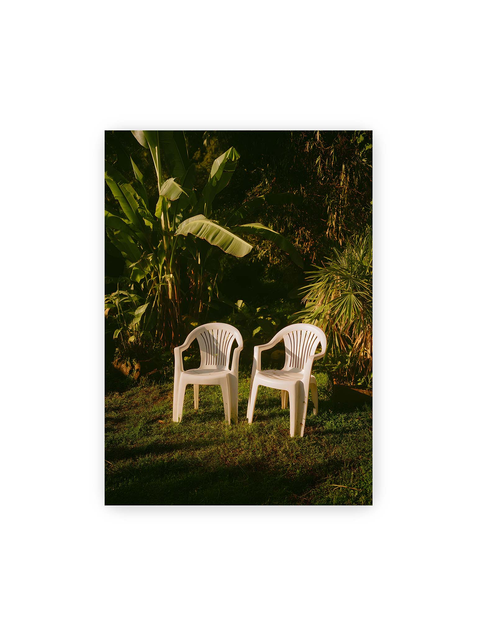 50x70 cm – Zwei weiße Kunststoffstühle im tropischen Garten mit dichtem Grün und warmem Licht im Schattenbereich.