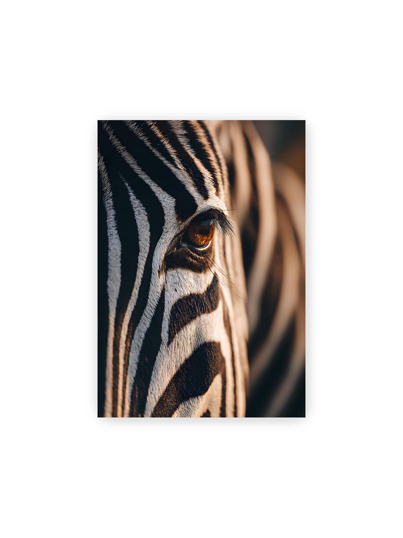21x30 cm – Nahaufnahme eines Zebraauges mit kontrastreichen schwarzen und weißen Streifen und feiner Fellstruktur.