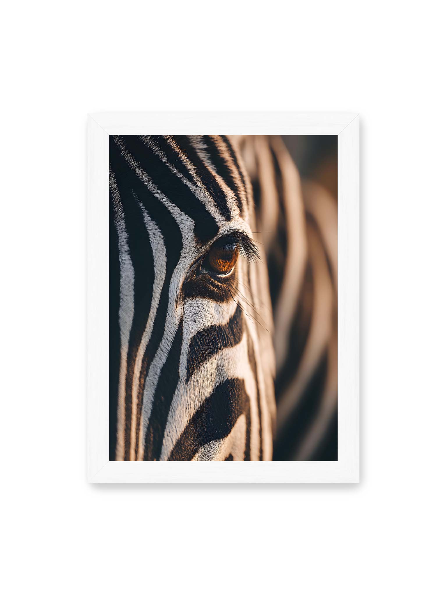 21x30 cm, weißer Rahmen – Nahaufnahme eines Zebraauges mit kontrastreichen schwarzen und weißen Streifen und feiner Fellstruktur.