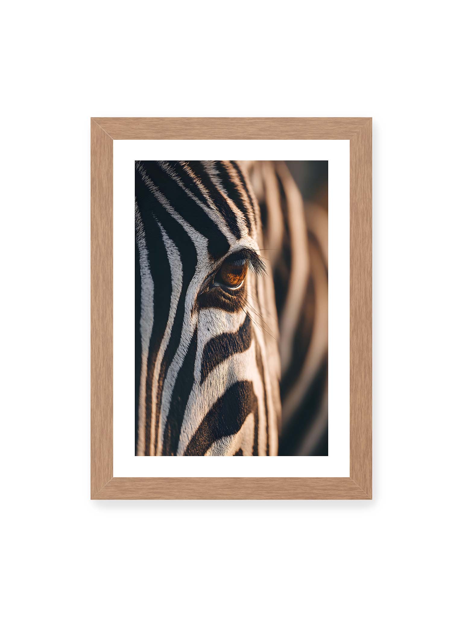 21x30 cm, weißer Galerie-Rand, Eichenrahmen – Nahaufnahme eines Zebraauges mit kontrastreichen schwarzen und weißen Streifen und feiner Fellstruktur.