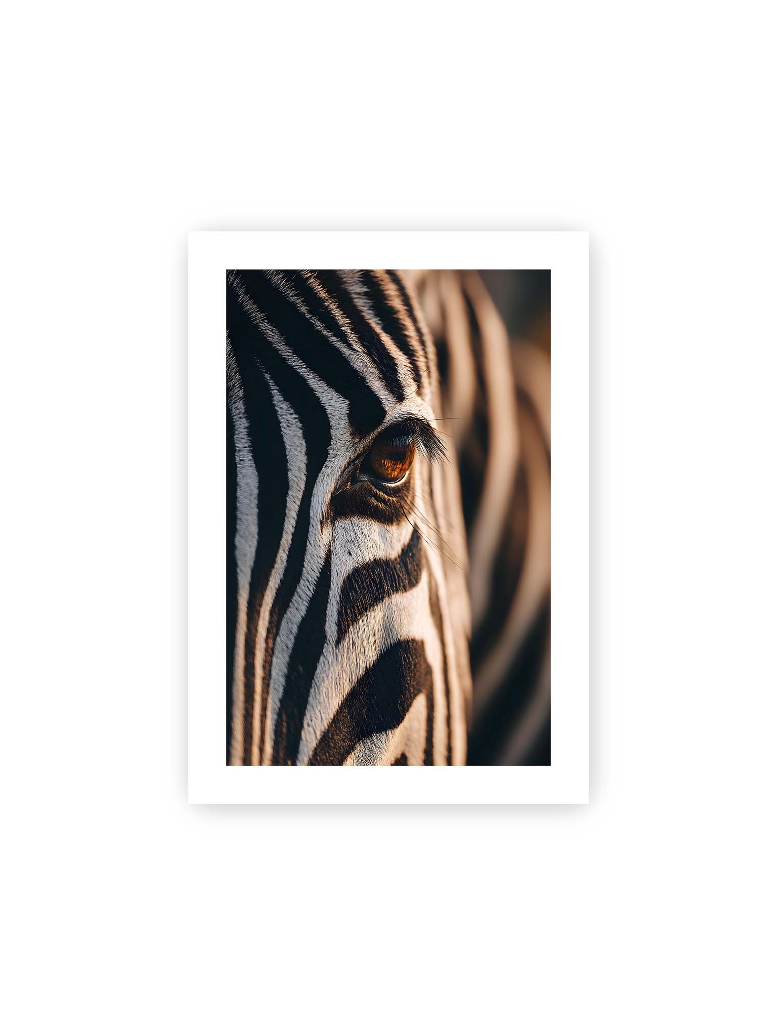21x30 cm, weißer Galerie-Rand – Nahaufnahme eines Zebraauges mit kontrastreichen schwarzen und weißen Streifen und feiner Fellstruktur.