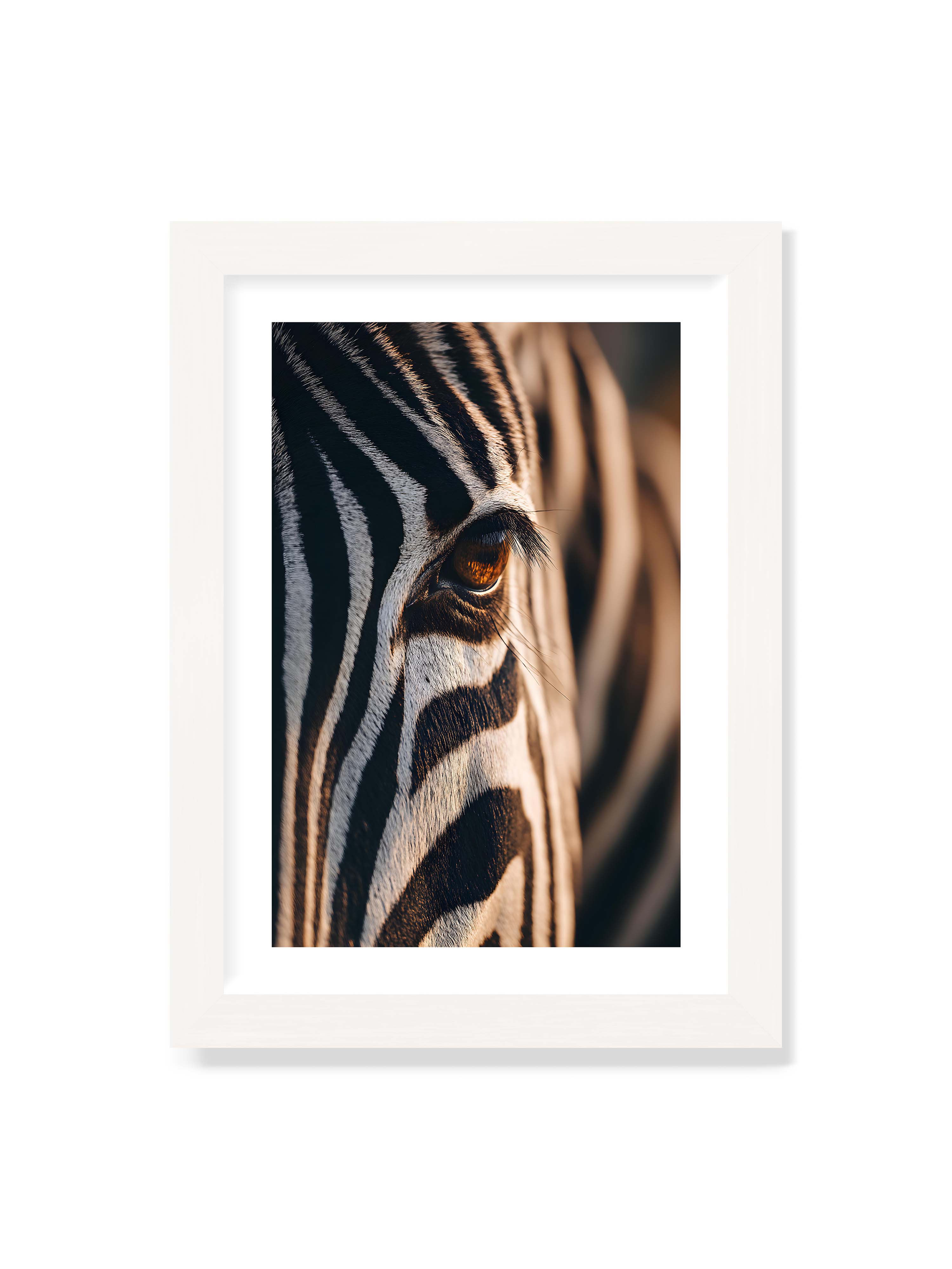 21x30 cm mit weißem Galerie-Rand mit weißem Rahmen – Nahaufnahme eines Zebraauges mit kontrastreichen schwarzen und weißen Streifen und feiner Fellstruktur.