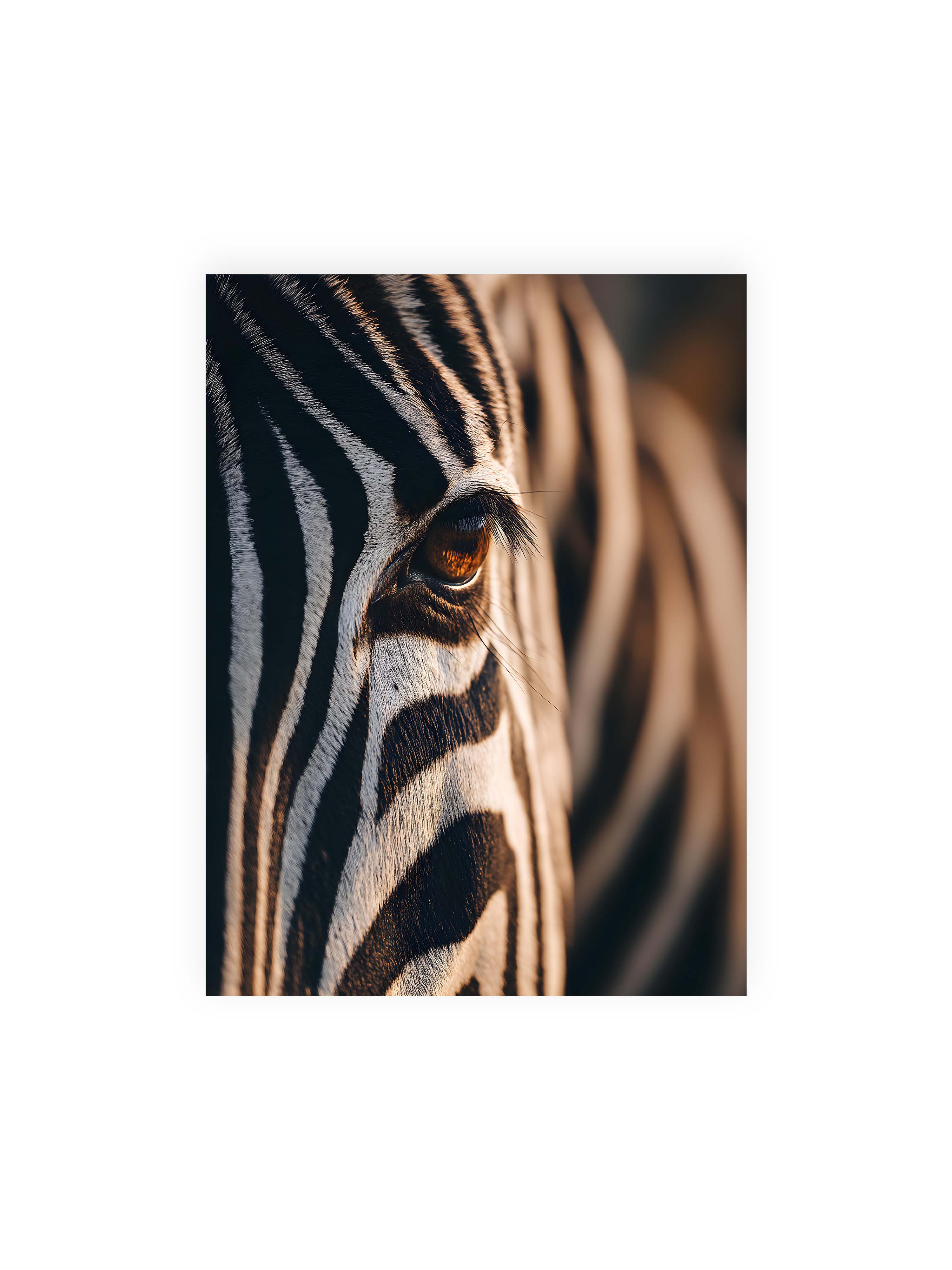 30x40 cm ohne Galerie-Rand ohne Rahmen – Nahaufnahme eines Zebraauges mit kontrastreichen schwarzen und weißen Streifen und feiner Fellstruktur.