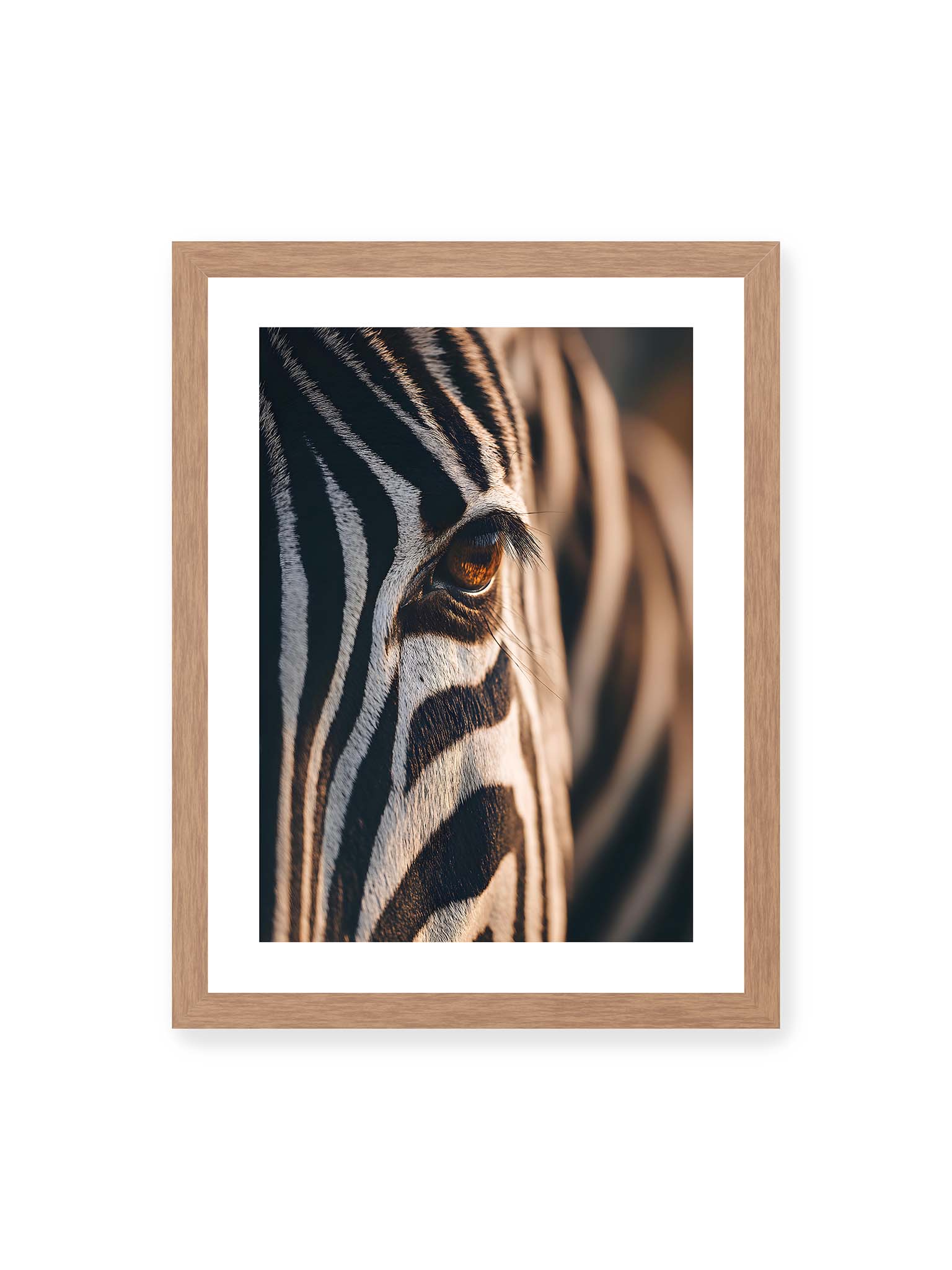 30x40 cm, weißer Galerie-Rand, Eichenrahmen – Nahaufnahme eines Zebraauges mit kontrastreichen schwarzen und weißen Streifen und feiner Fellstruktur.