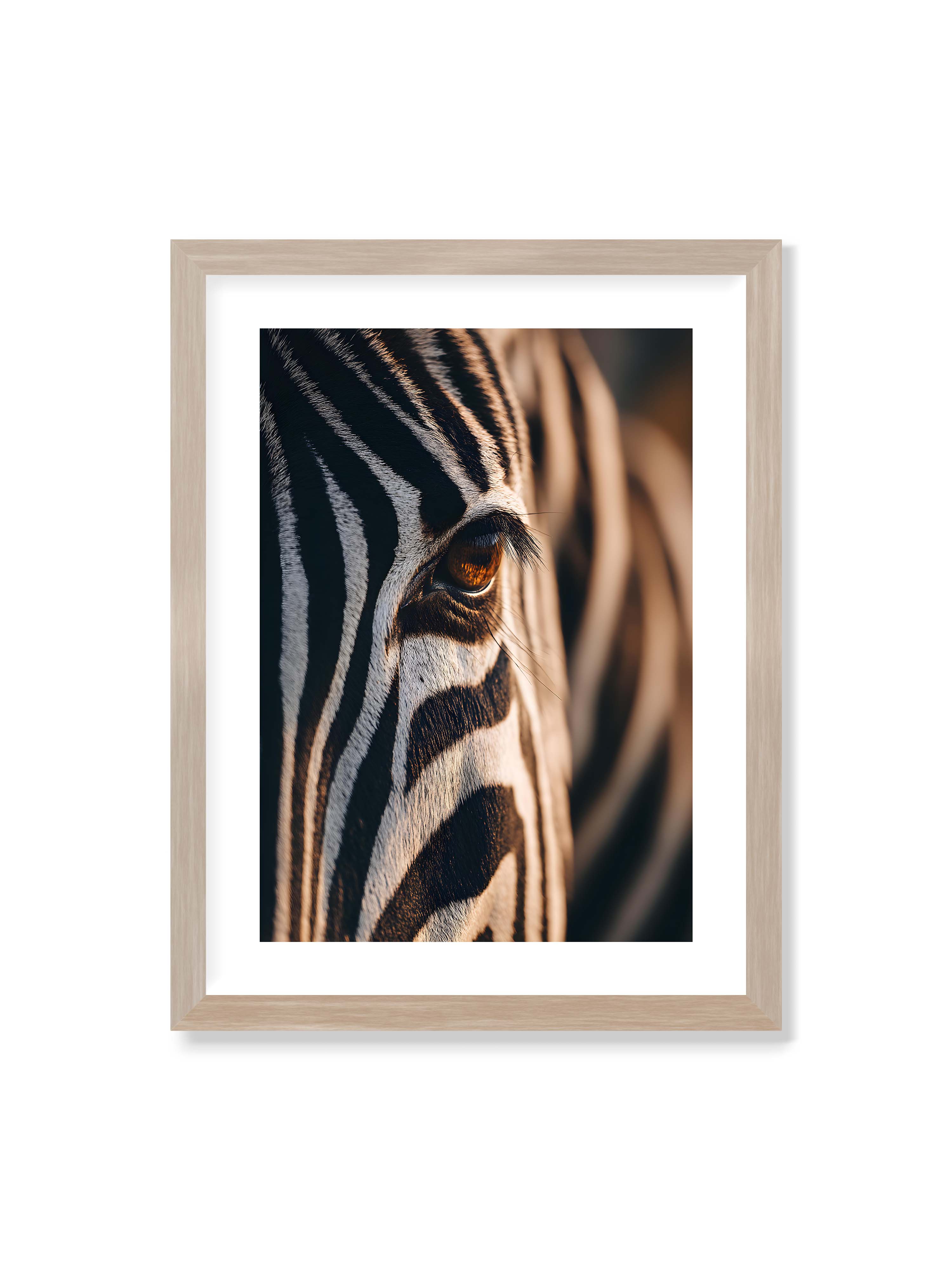30x40 cm mit weißem Galerie-Rand im Eichenrahmen – Nahaufnahme eines Zebraauges mit kontrastreichen schwarzen und weißen Streifen und feiner Fellstruktur.