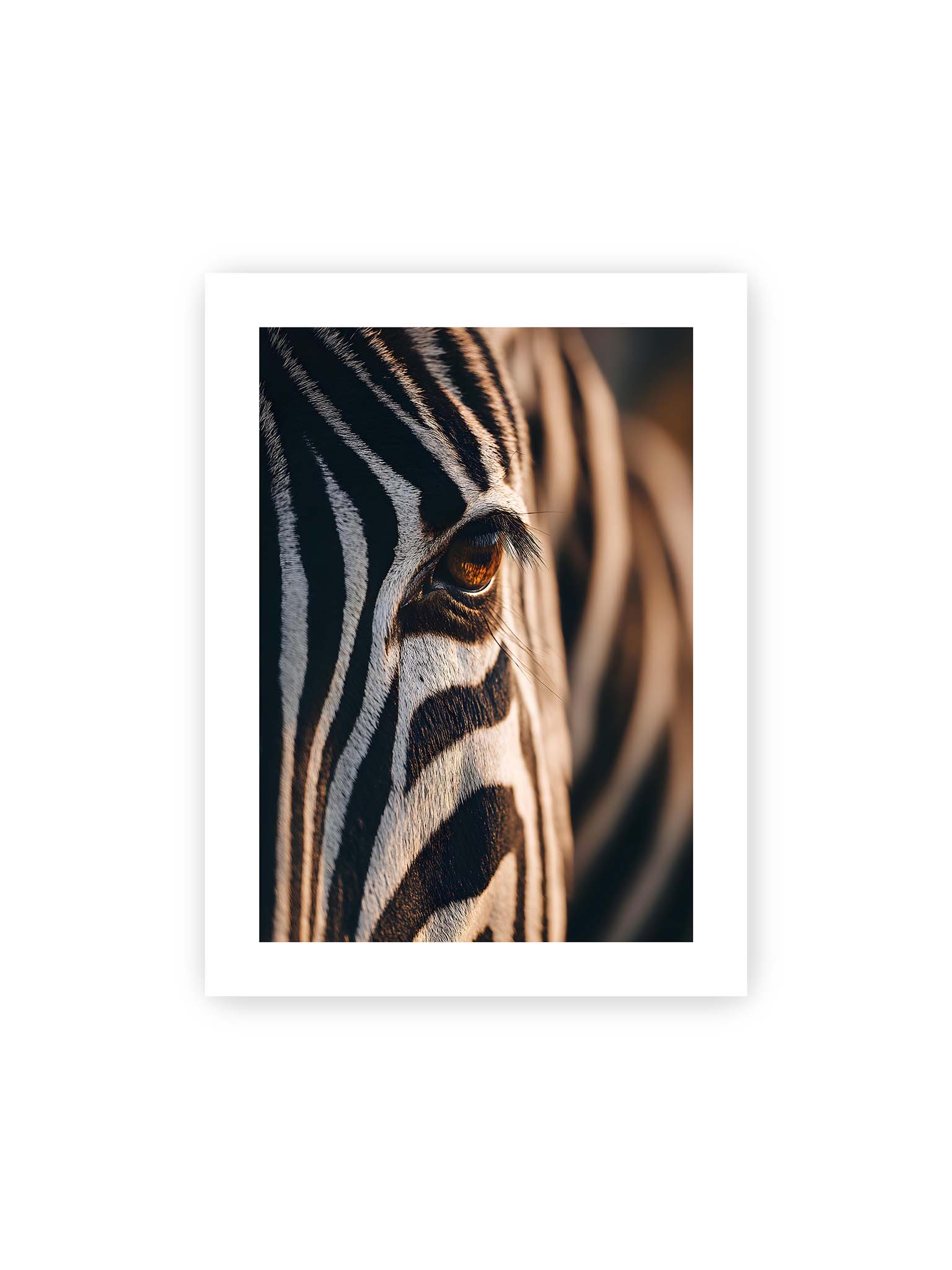 30x40 cm, weißer Galerie-Rand – Nahaufnahme eines Zebraauges mit kontrastreichen schwarzen und weißen Streifen und feiner Fellstruktur.
