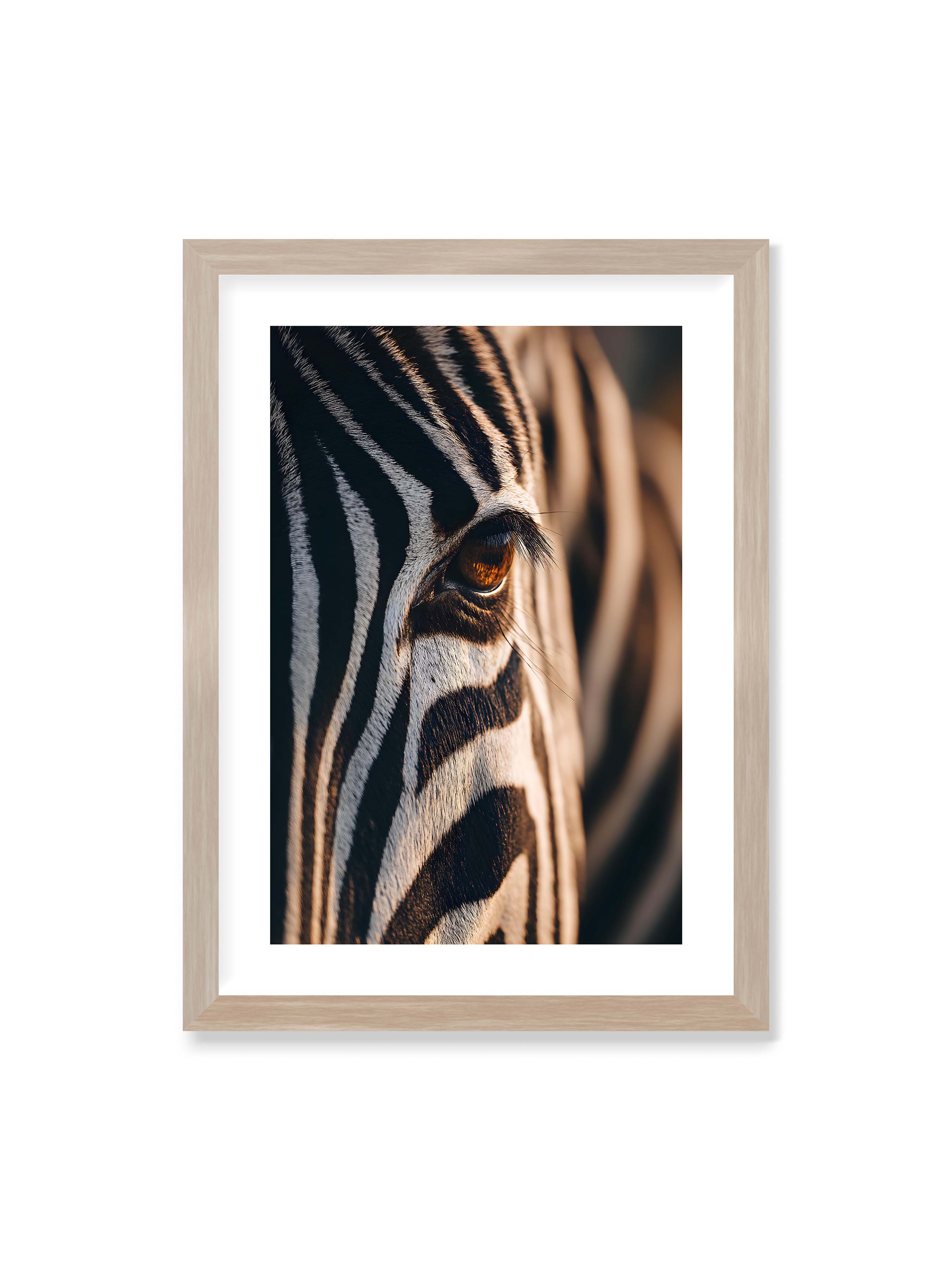 50x70 cm mit weißem Galerie-Rand im Eichenrahmen – Nahaufnahme eines Zebraauges mit kontrastreichen schwarzen und weißen Streifen und feiner Fellstruktur.