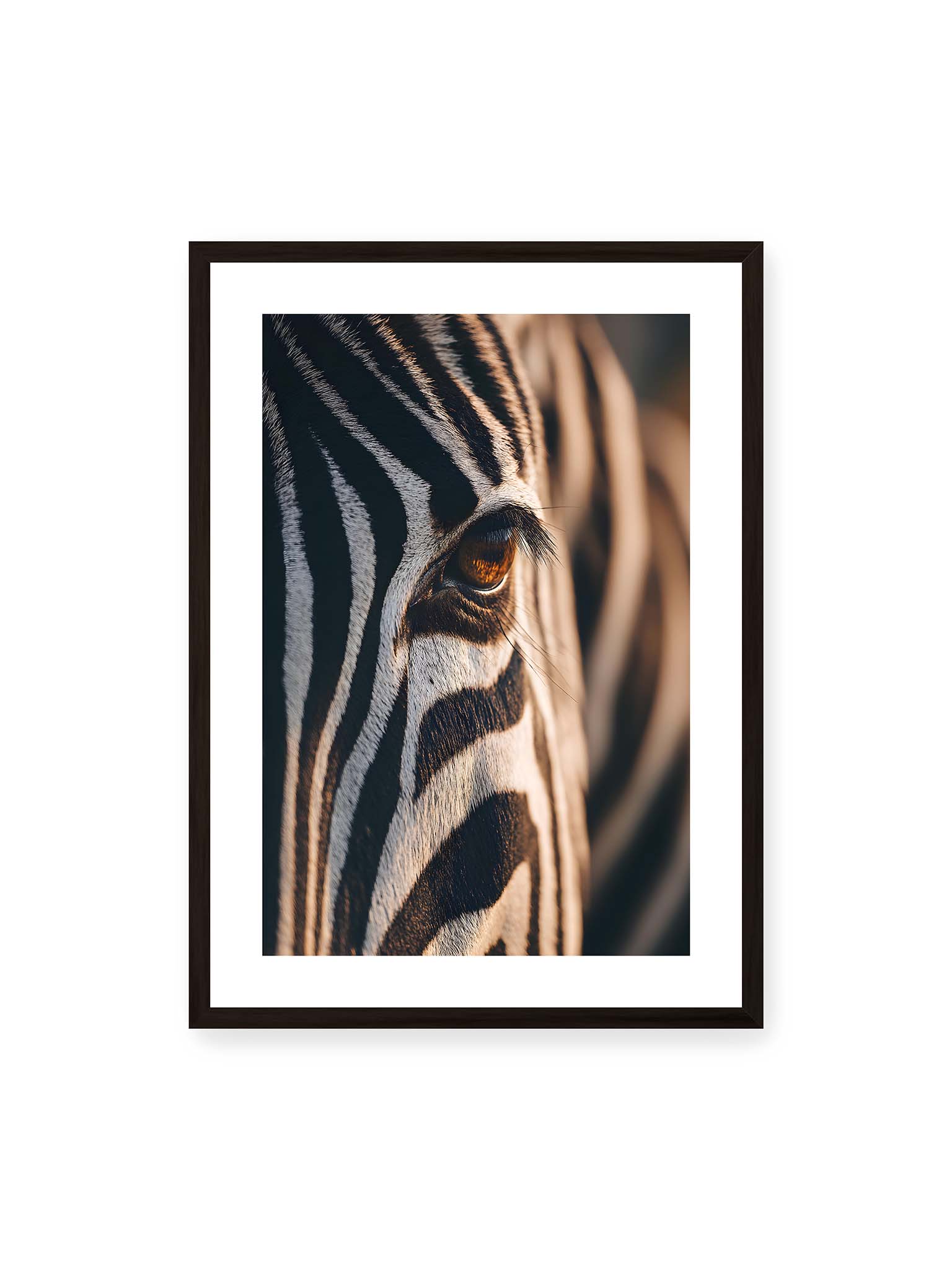 50x70 cm, weißer Galerie-Rand, schwarzer Rahmen – Nahaufnahme eines Zebraauges mit kontrastreichen schwarzen und weißen Streifen und feiner Fellstruktur.