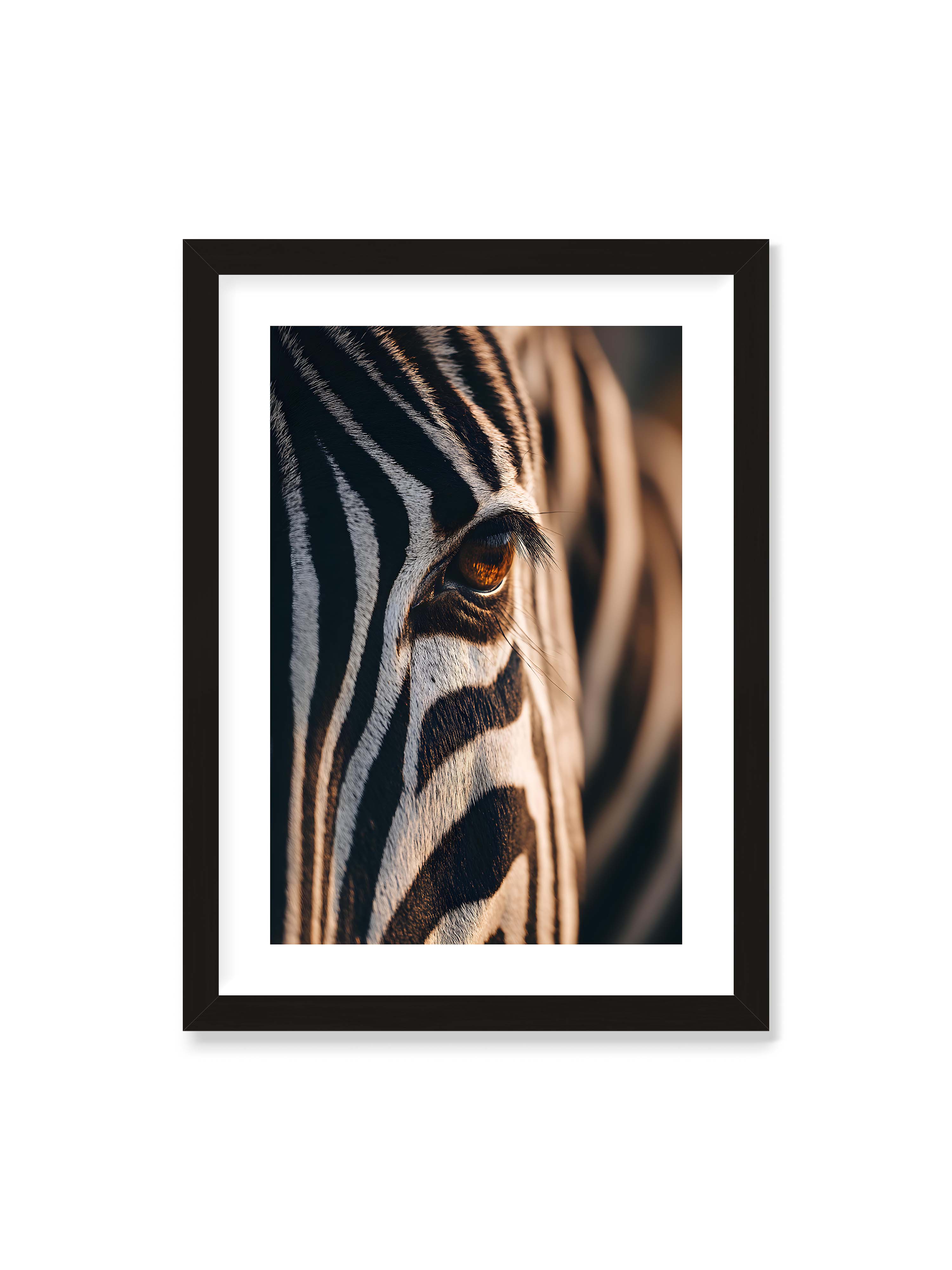 50x70 cm mit weißem Galerie-Rand mit schwarzem Rahmen – Nahaufnahme eines Zebraauges mit kontrastreichen schwarzen und weißen Streifen und feiner Fellstruktur.