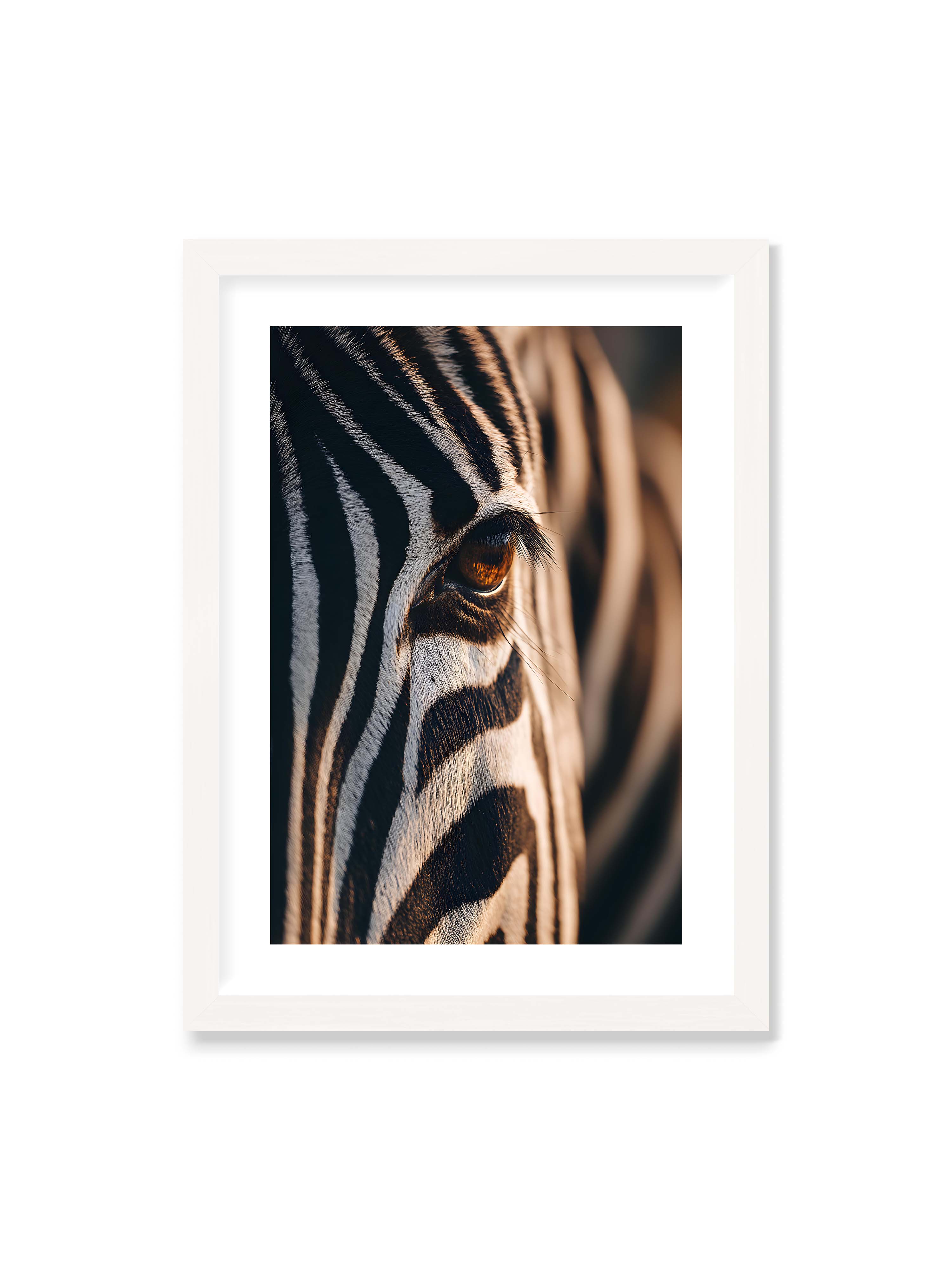 50x70 cm mit weißem Galerie-Rand mit weißem Rahmen – Nahaufnahme eines Zebraauges mit kontrastreichen schwarzen und weißen Streifen und feiner Fellstruktur.