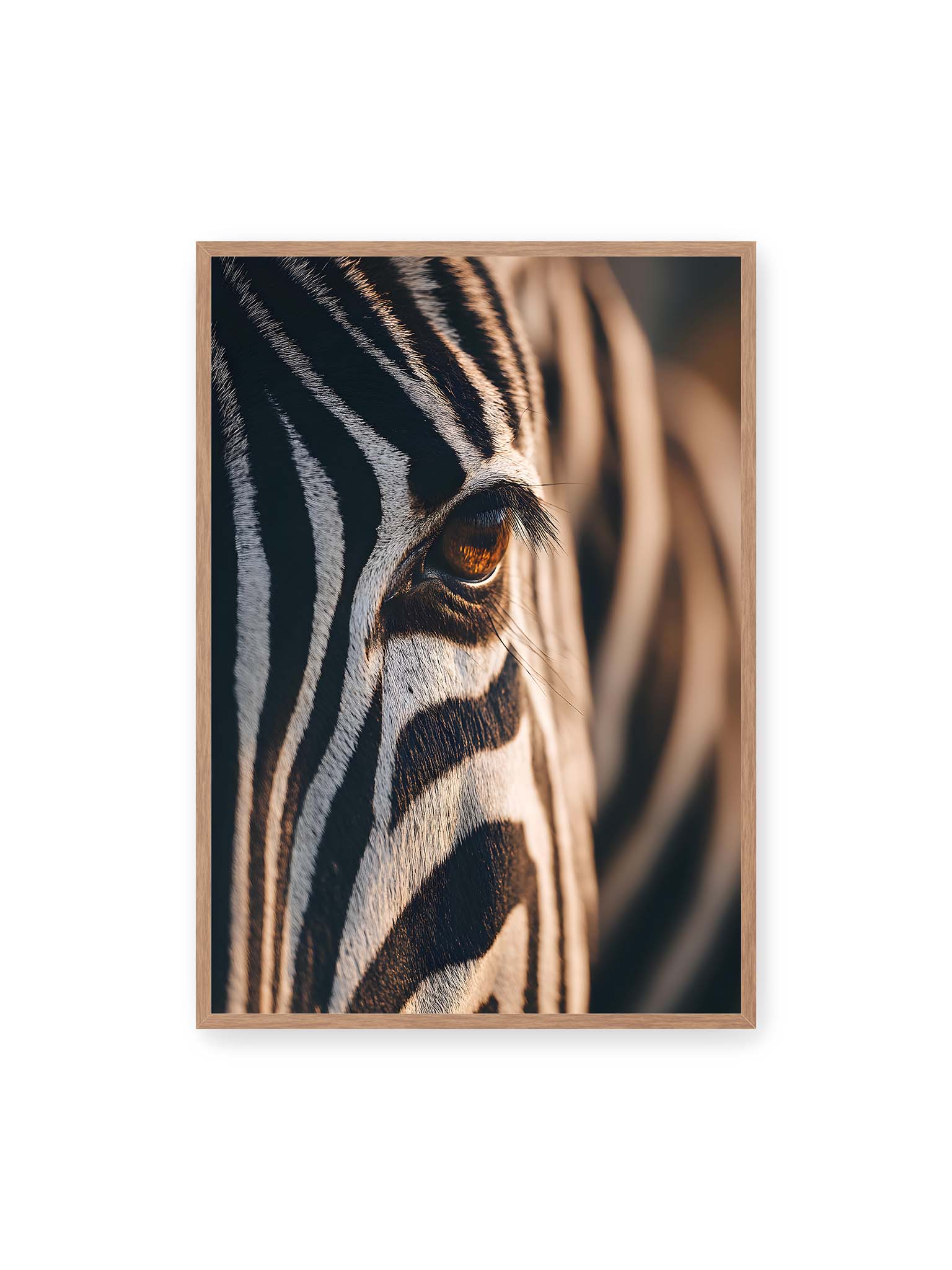 70x100 cm, Eichenrahmen – Nahaufnahme eines Zebraauges mit kontrastreichen schwarzen und weißen Streifen und feiner Fellstruktur.