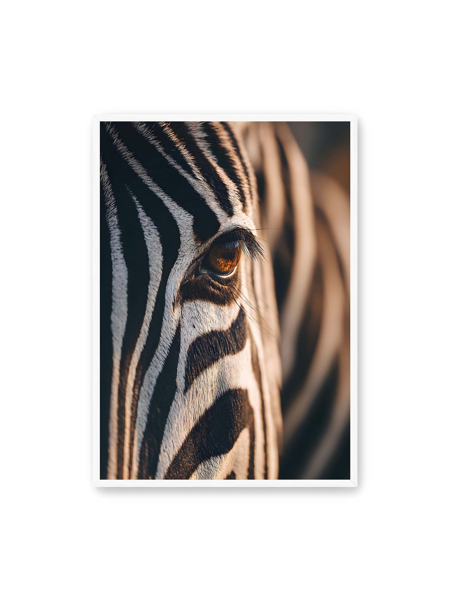 70x100 cm, weißer Rahmen – Nahaufnahme eines Zebraauges mit kontrastreichen schwarzen und weißen Streifen und feiner Fellstruktur.
