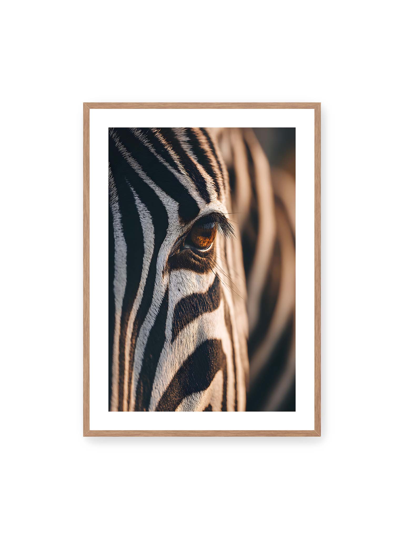 70x100 cm, weißer Galerie-Rand, Eichenrahmen – Nahaufnahme eines Zebraauges mit kontrastreichen schwarzen und weißen Streifen und feiner Fellstruktur.