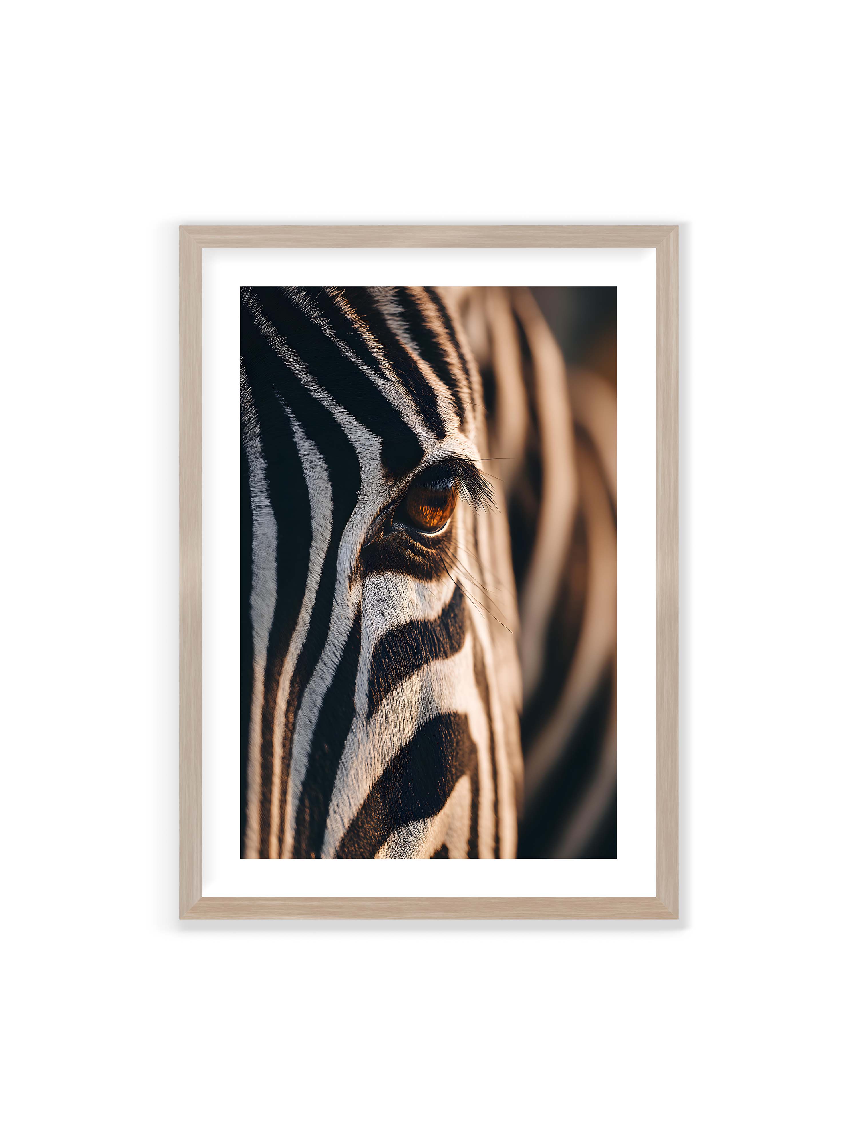70x100 cm mit weißem Galerie-Rand im Eichenrahmen – Nahaufnahme eines Zebraauges mit kontrastreichen schwarzen und weißen Streifen und feiner Fellstruktur.