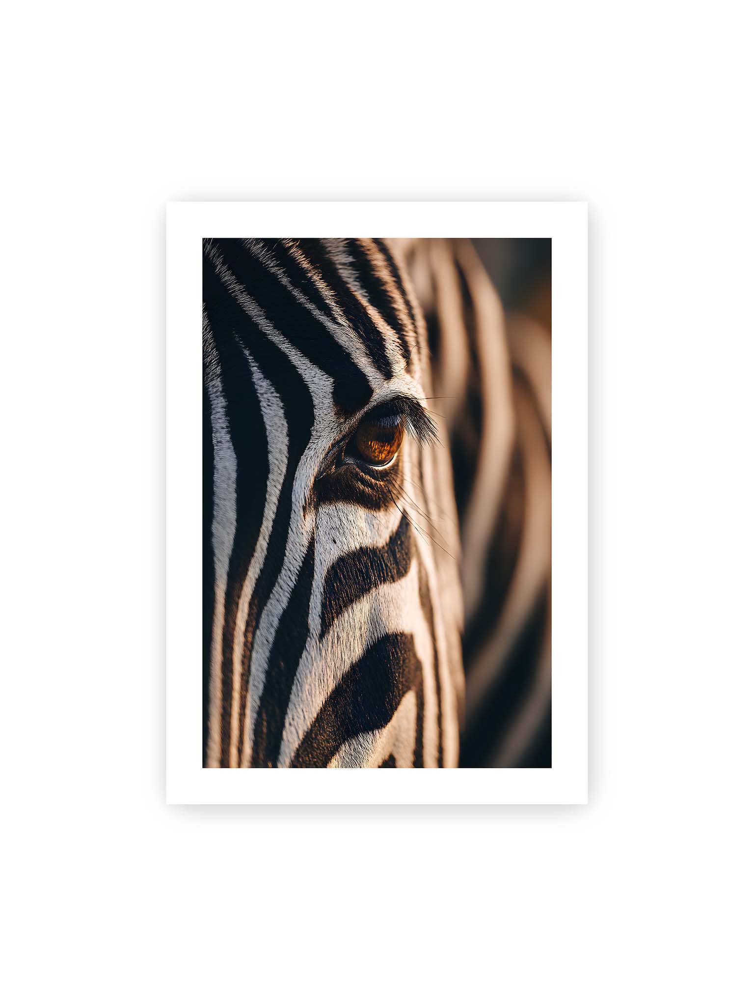 70x100 cm, weißer Galerie-Rand – Nahaufnahme eines Zebraauges mit kontrastreichen schwarzen und weißen Streifen und feiner Fellstruktur.