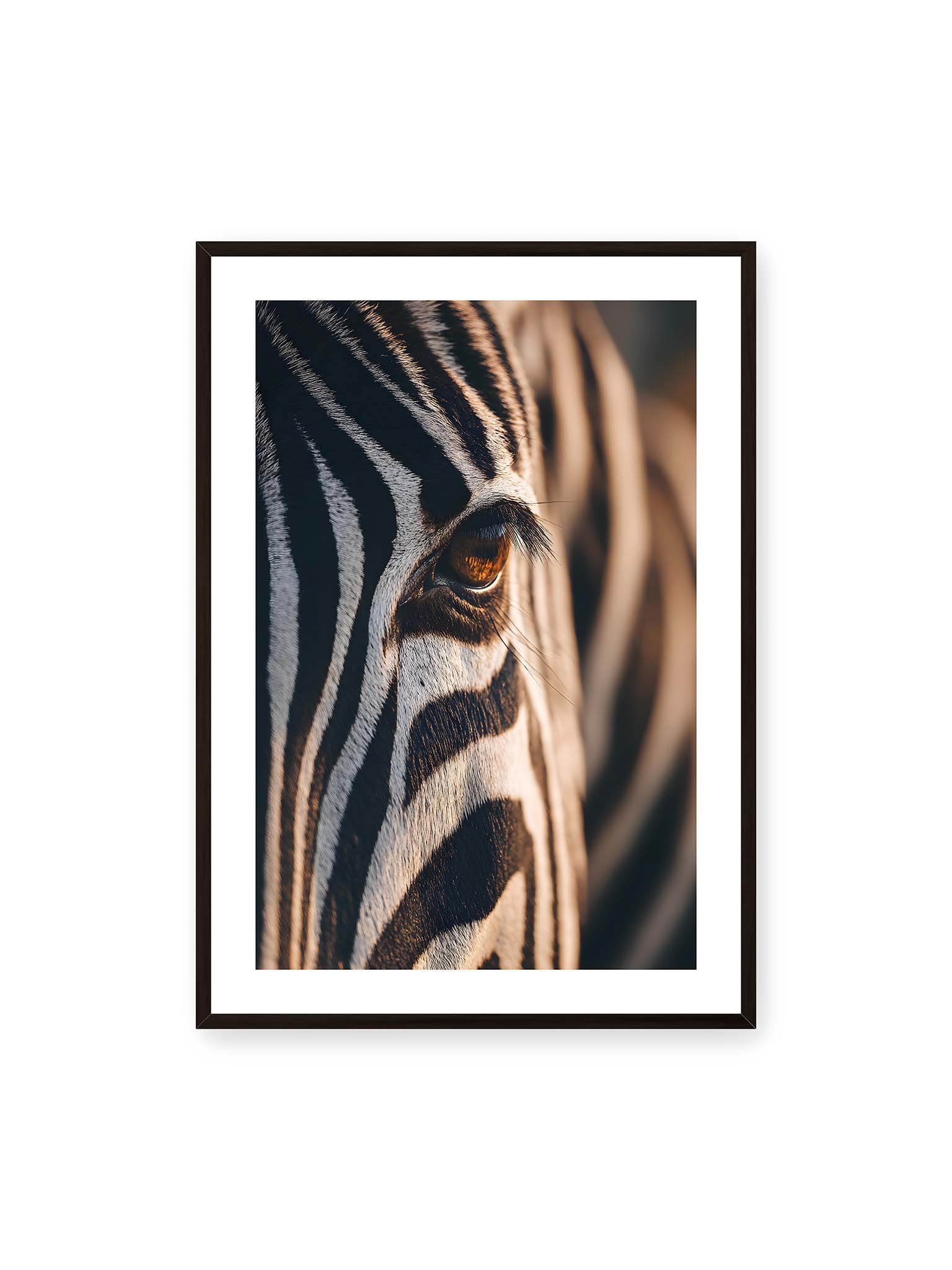 70x100 cm, weißer Galerie-Rand, schwarzer Rahmen – Nahaufnahme eines Zebraauges mit kontrastreichen schwarzen und weißen Streifen und feiner Fellstruktur.