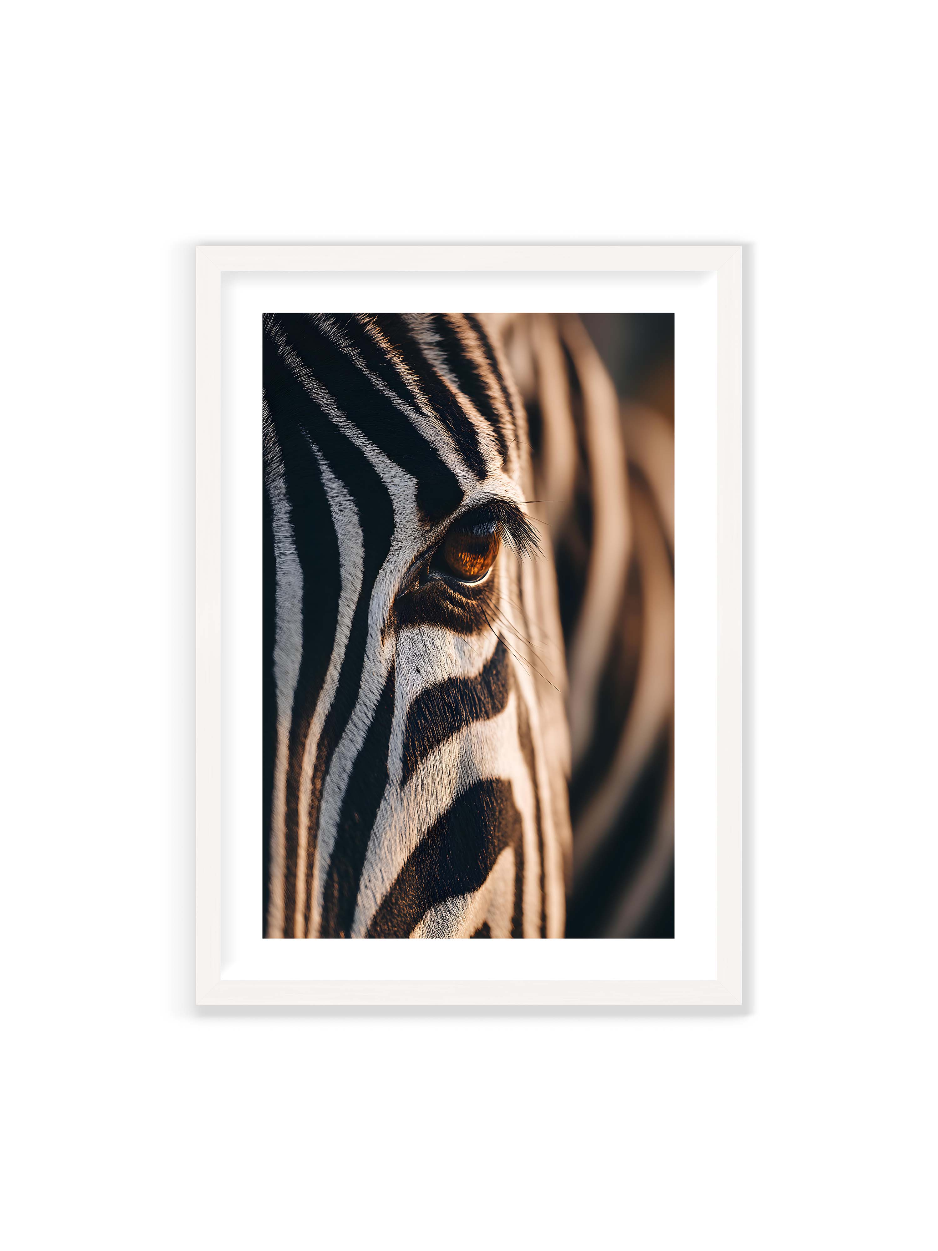 70x100 cm mit weißem Galerie-Rand mit weißem Rahmen – Nahaufnahme eines Zebraauges mit kontrastreichen schwarzen und weißen Streifen und feiner Fellstruktur.