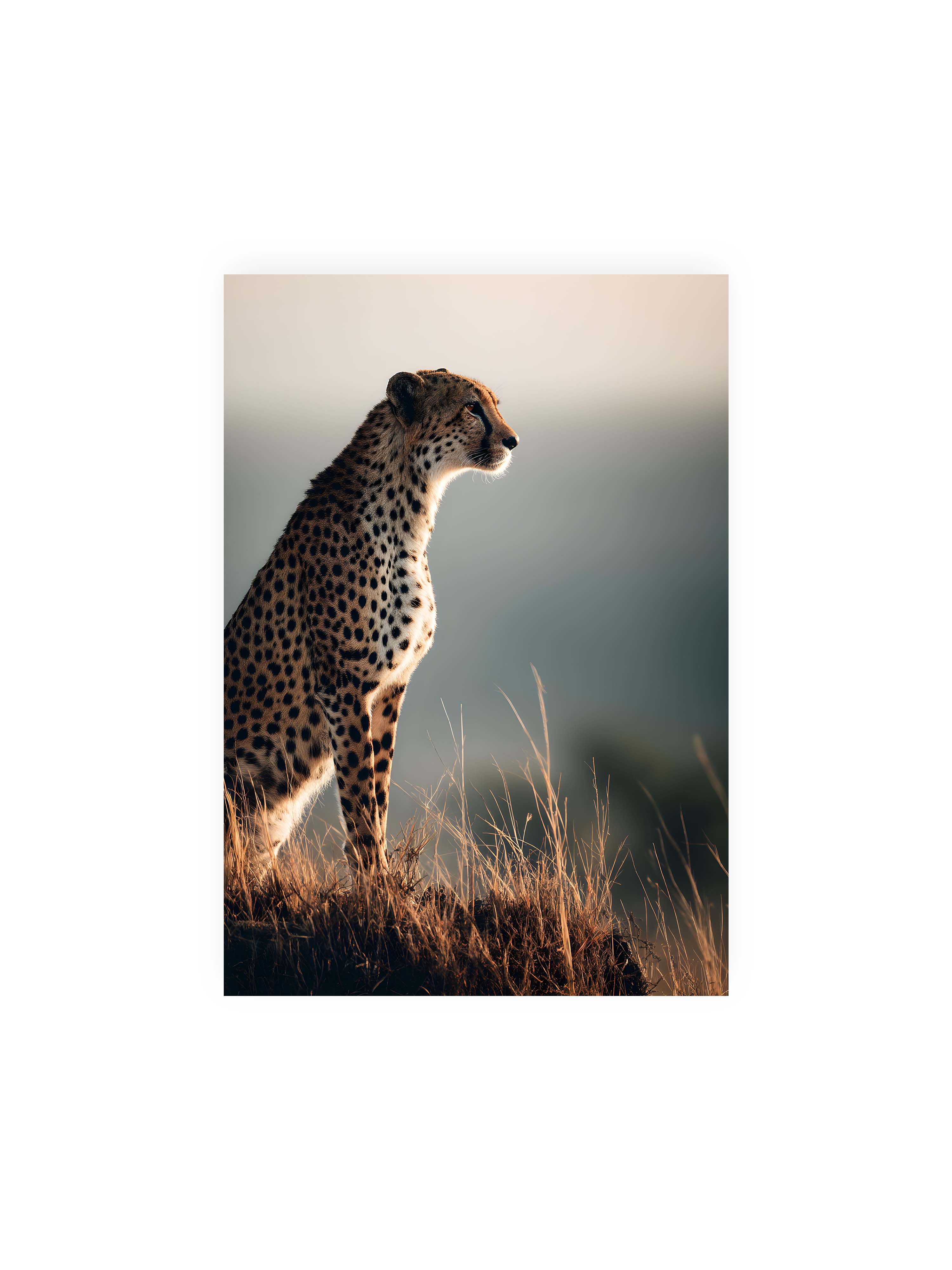 21x30 cm ohne Galerie-Rand ohne Rahmen – Gepard steht aufmerksam im hohen Gras, seitliches Profil mit geflecktem Fell vor ruhigem Hintergrund.