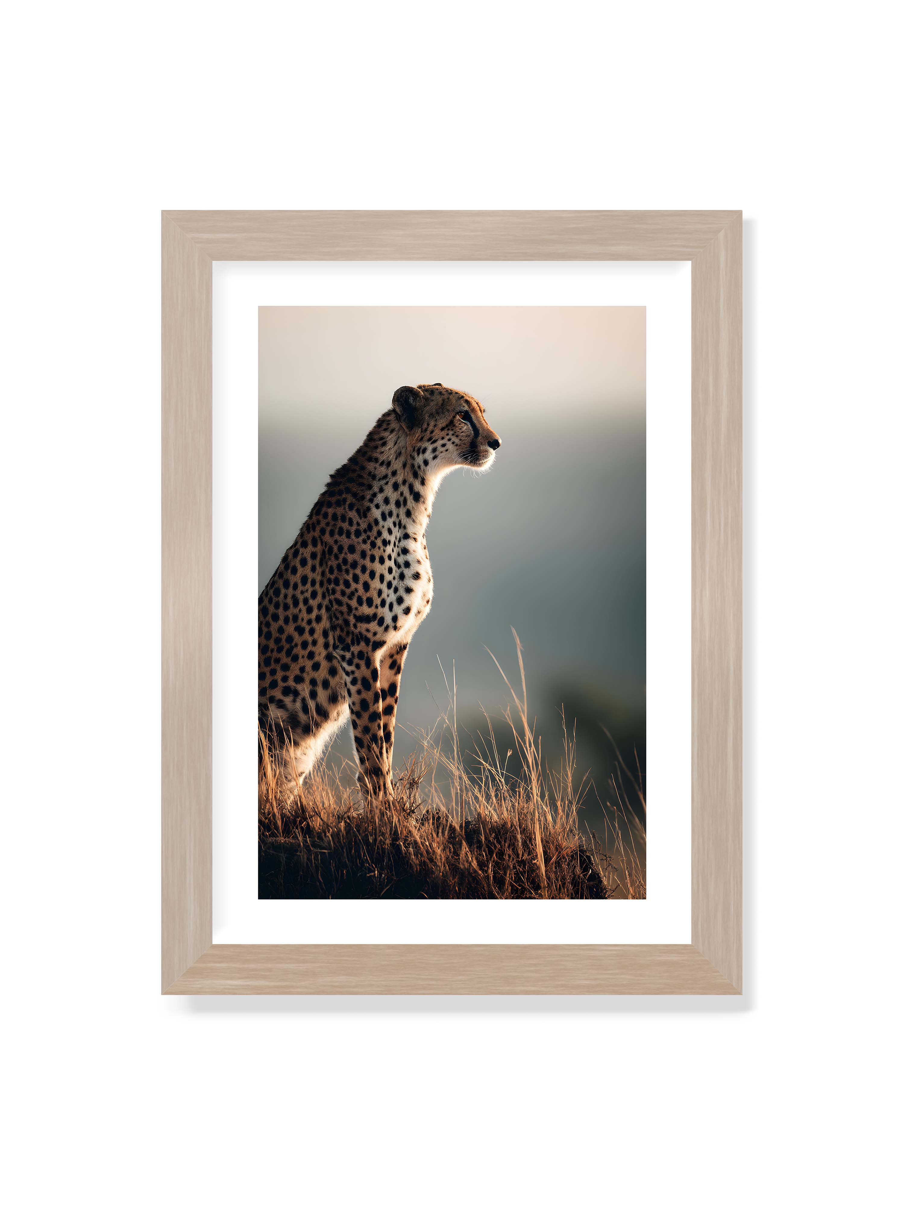 21x30 cm mit weißem Galerie-Rand im Eichenrahmen – Gepard steht aufmerksam im hohen Gras, seitliches Profil mit geflecktem Fell vor ruhigem Hintergrund.