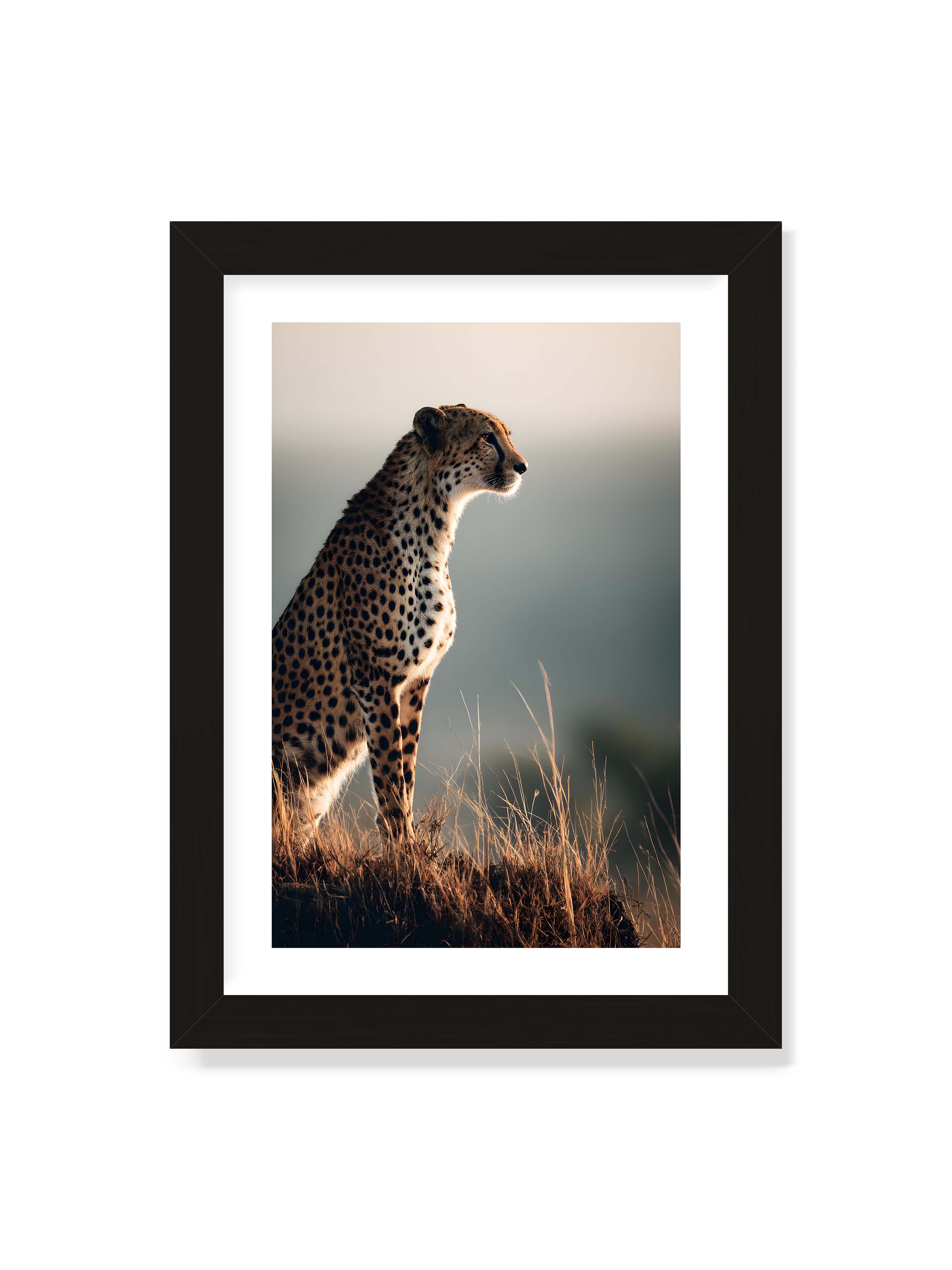 21x30 cm mit weißem Galerie-Rand mit schwarzem Rahmen – Gepard steht aufmerksam im hohen Gras, seitliches Profil mit geflecktem Fell vor ruhigem Hintergrund.