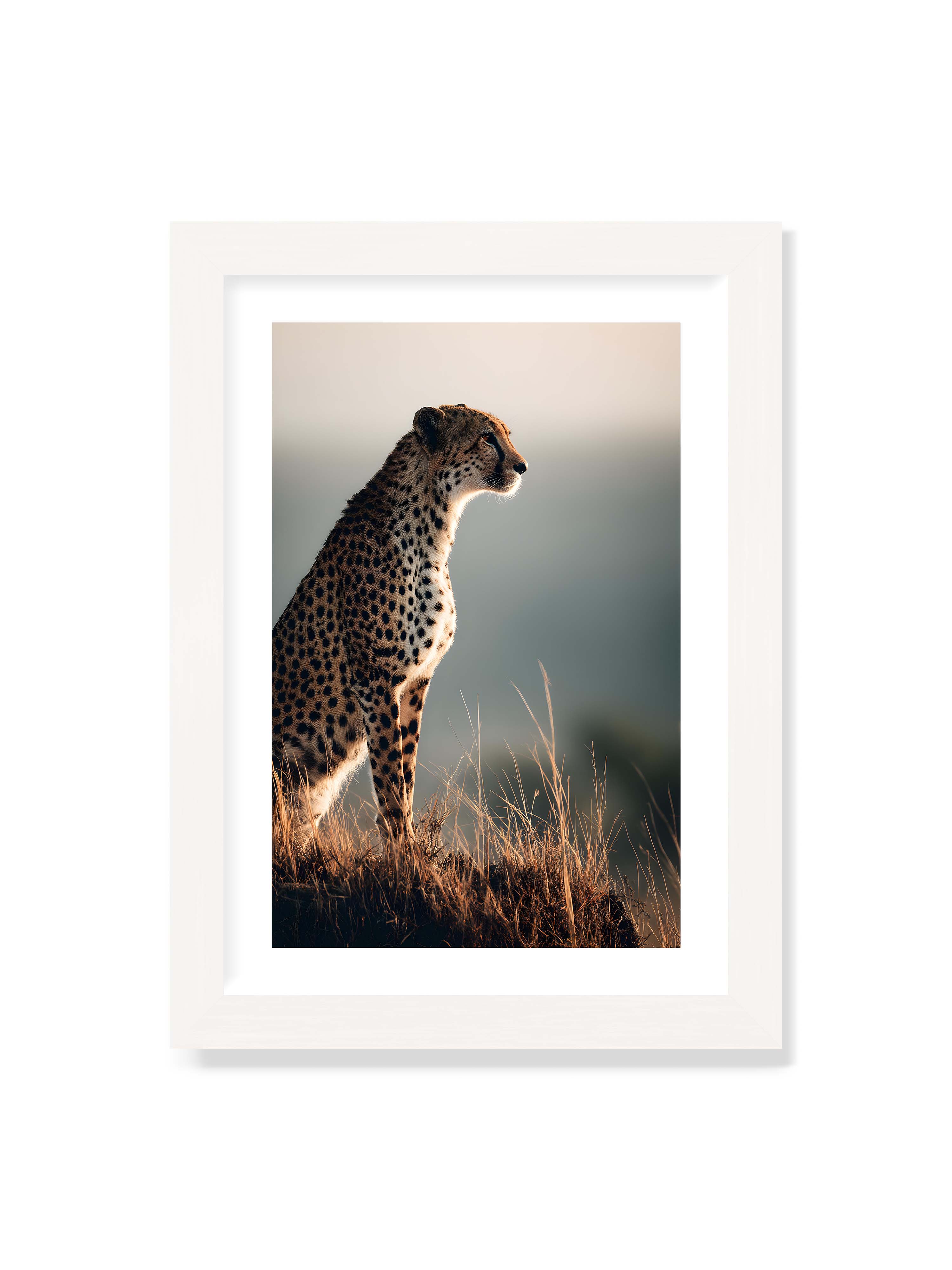 21x30 cm mit weißem Galerie-Rand mit weißem Rahmen – Gepard steht aufmerksam im hohen Gras, seitliches Profil mit geflecktem Fell vor ruhigem Hintergrund.