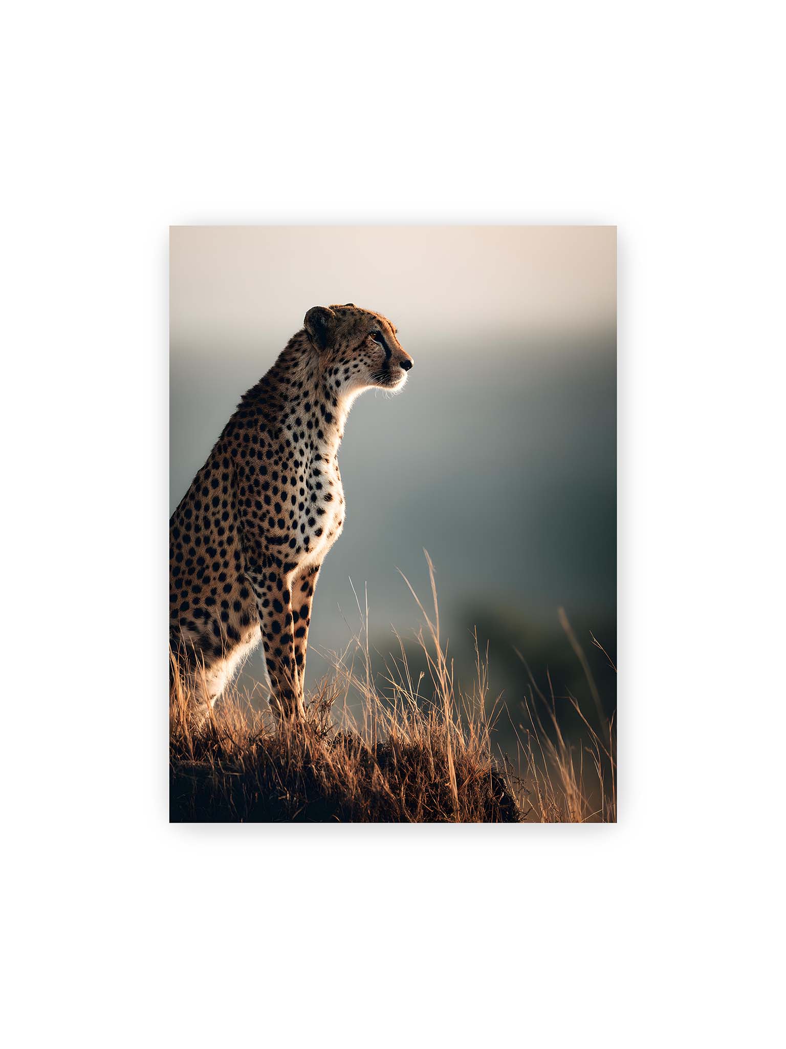 30x40 cm – Gepard steht aufmerksam im hohen Gras, seitliches Profil mit geflecktem Fell vor ruhigem Hintergrund.