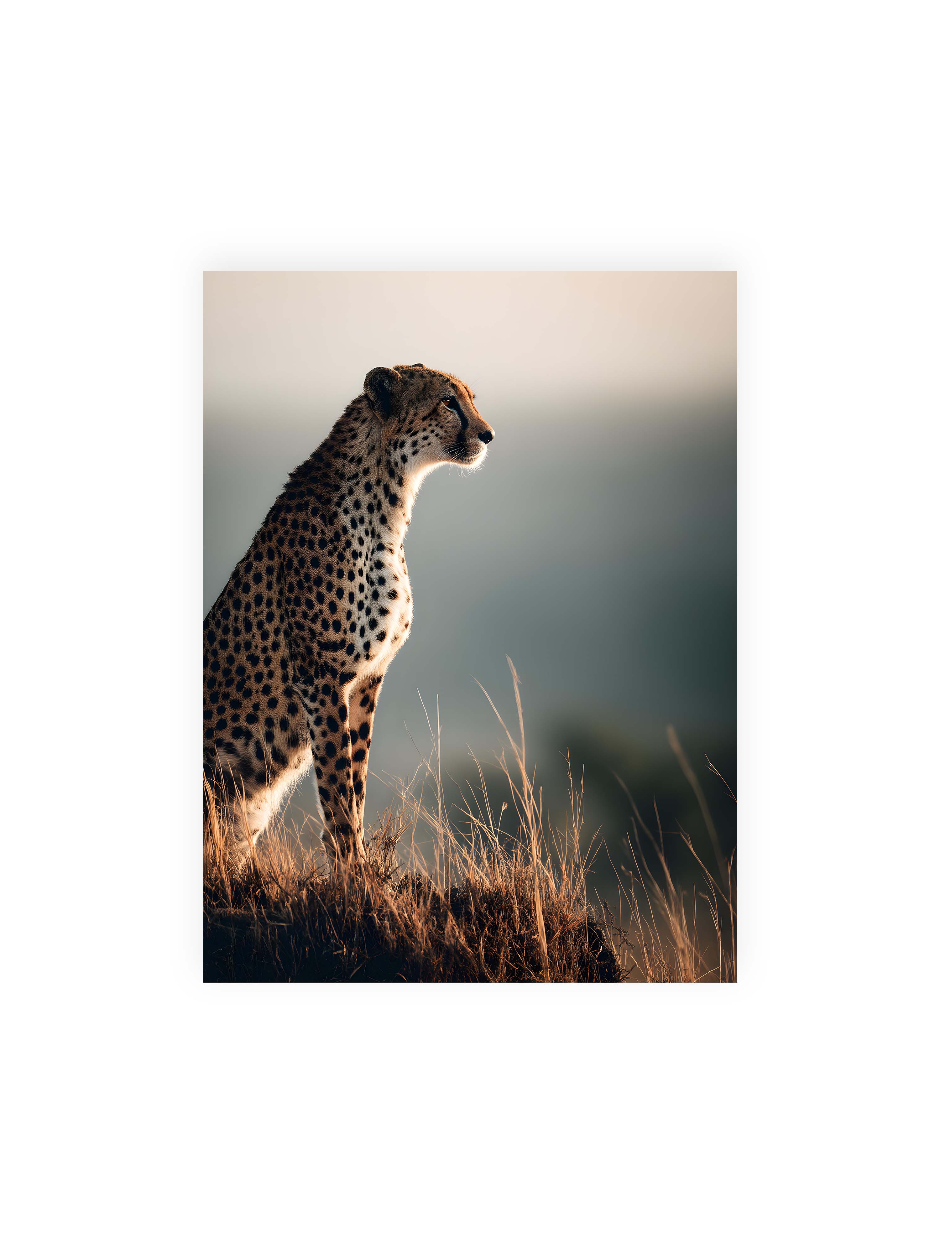 30x40 cm ohne Galerie-Rand ohne Rahmen – Gepard steht aufmerksam im hohen Gras, seitliches Profil mit geflecktem Fell vor ruhigem Hintergrund.