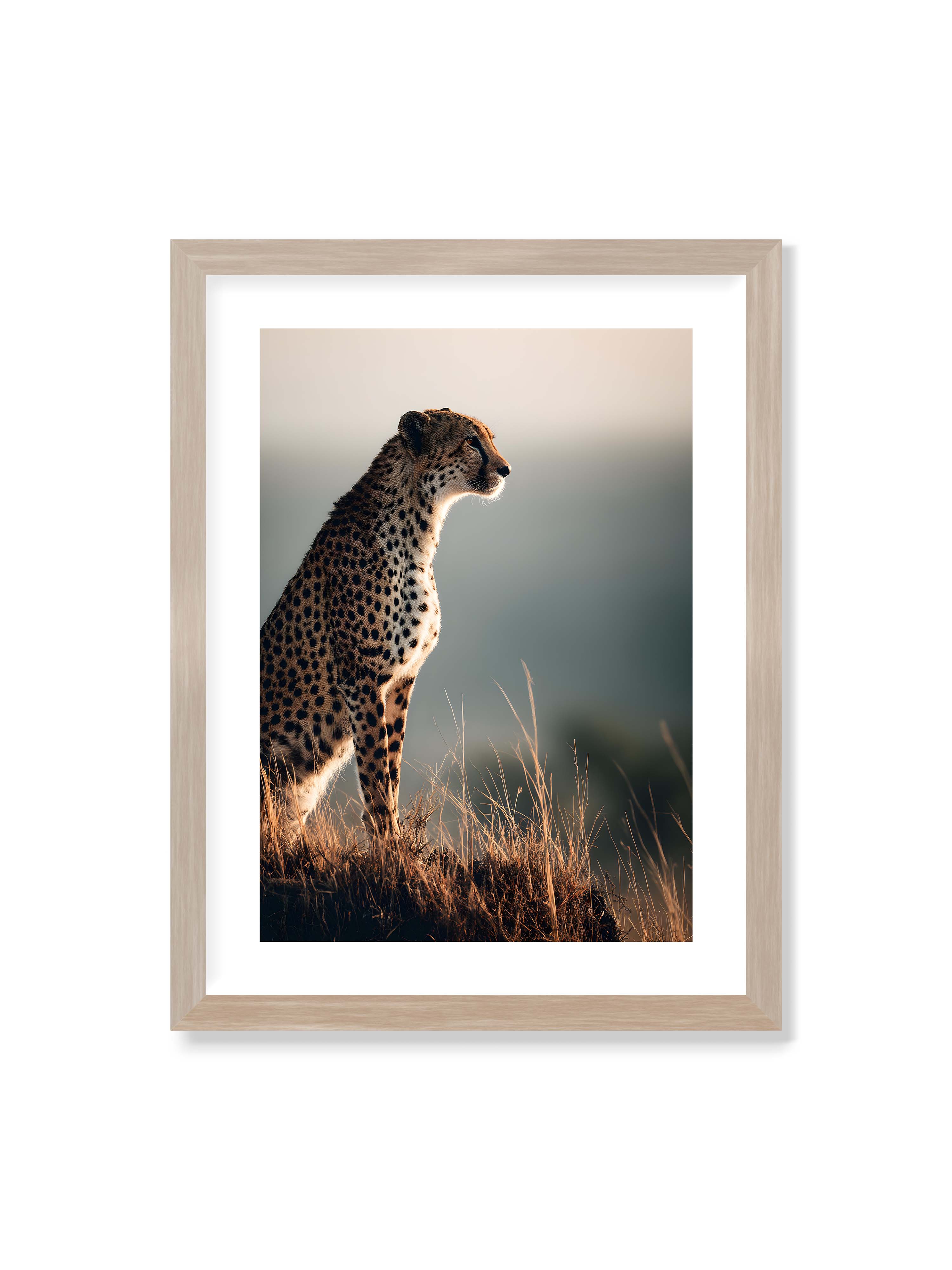 30x40 cm mit weißem Galerie-Rand im Eichenrahmen – Gepard steht aufmerksam im hohen Gras, seitliches Profil mit geflecktem Fell vor ruhigem Hintergrund.