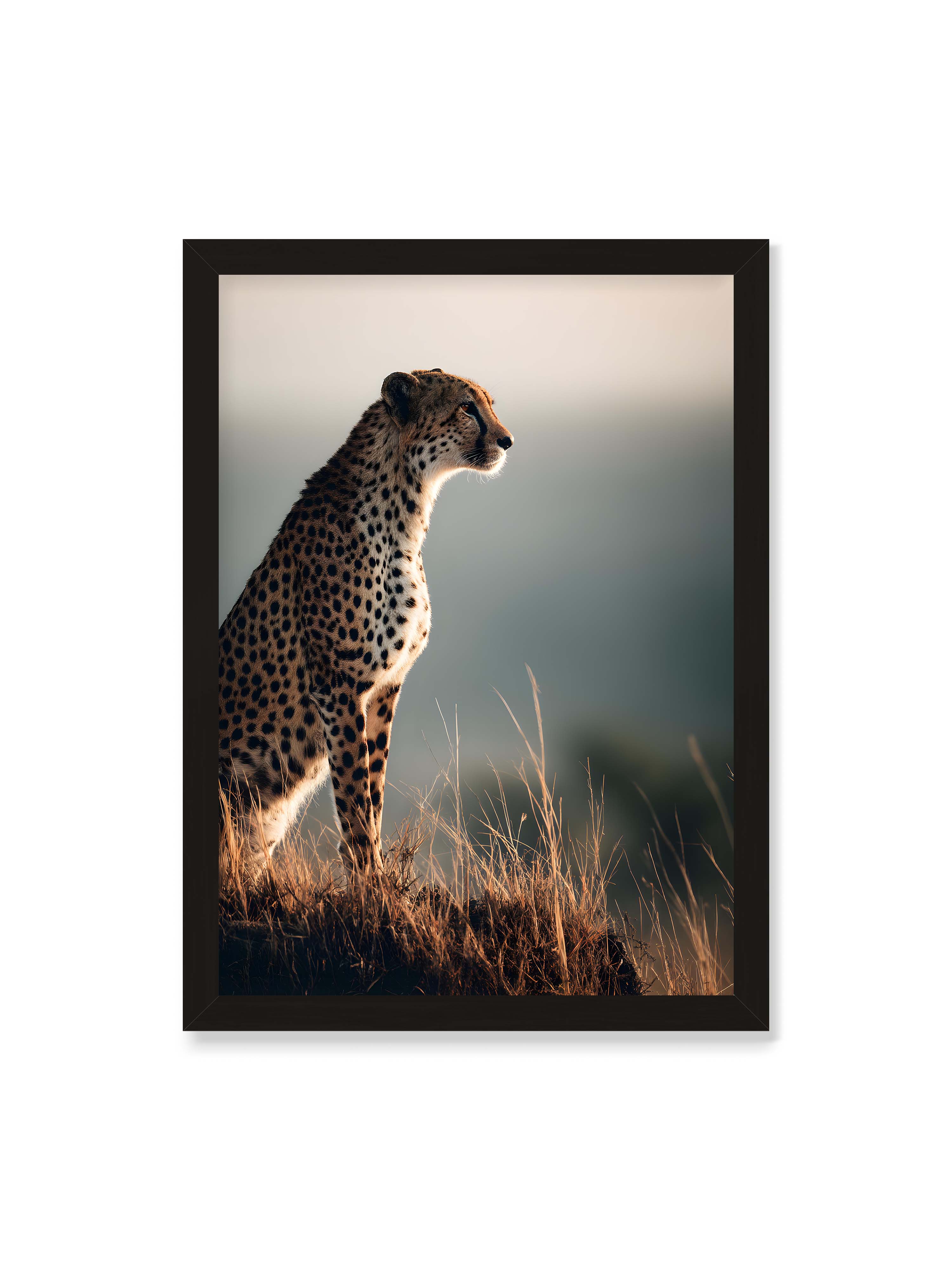 50x70 cm ohne Galerie-Rand mit schwarzem Rahmen – Gepard steht aufmerksam im hohen Gras, seitliches Profil mit geflecktem Fell vor ruhigem Hintergrund.