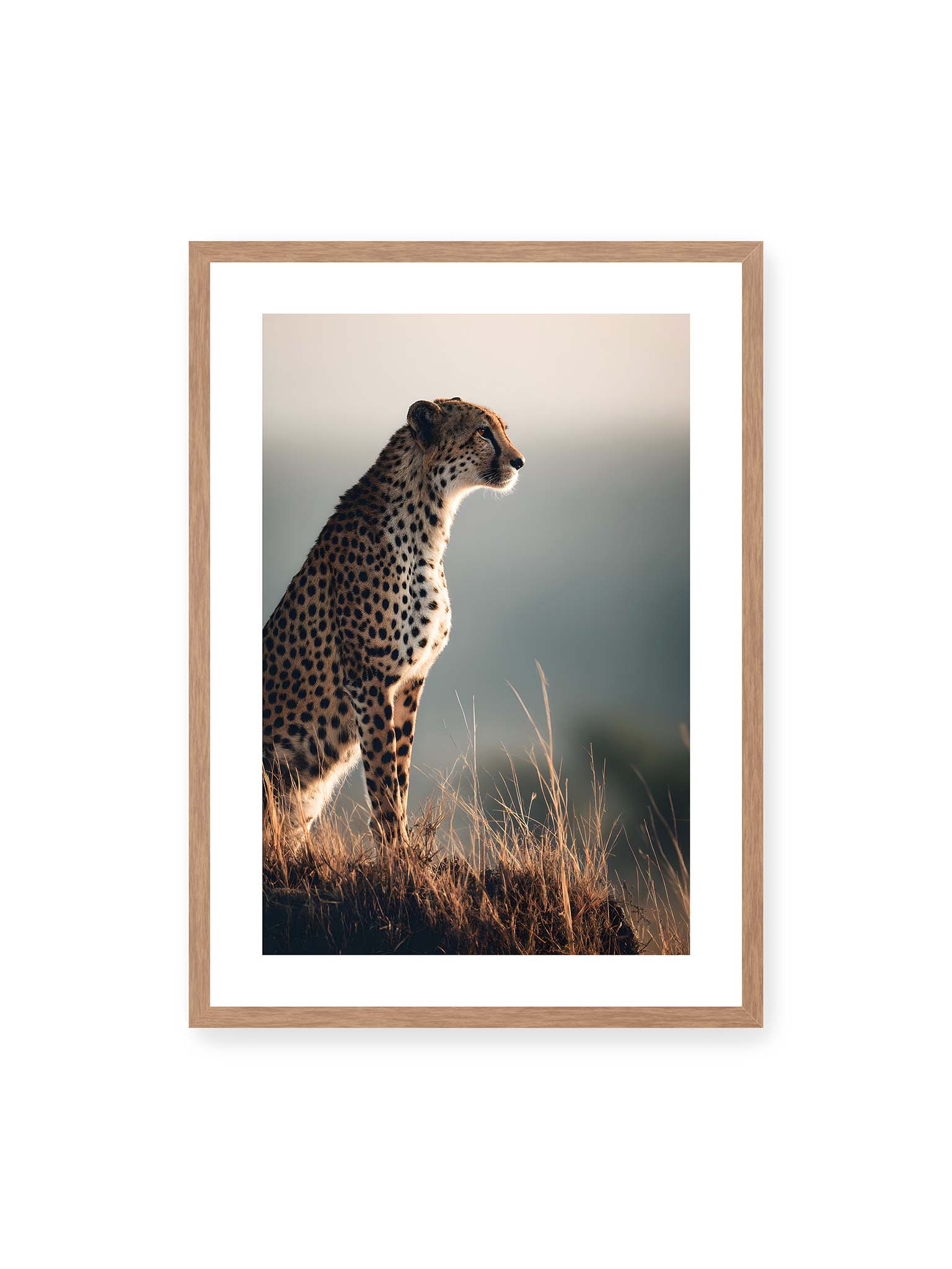 50x70 cm, weißer Galerie-Rand, Eichenrahmen – Gepard steht aufmerksam im hohen Gras, seitliches Profil mit geflecktem Fell vor ruhigem Hintergrund.