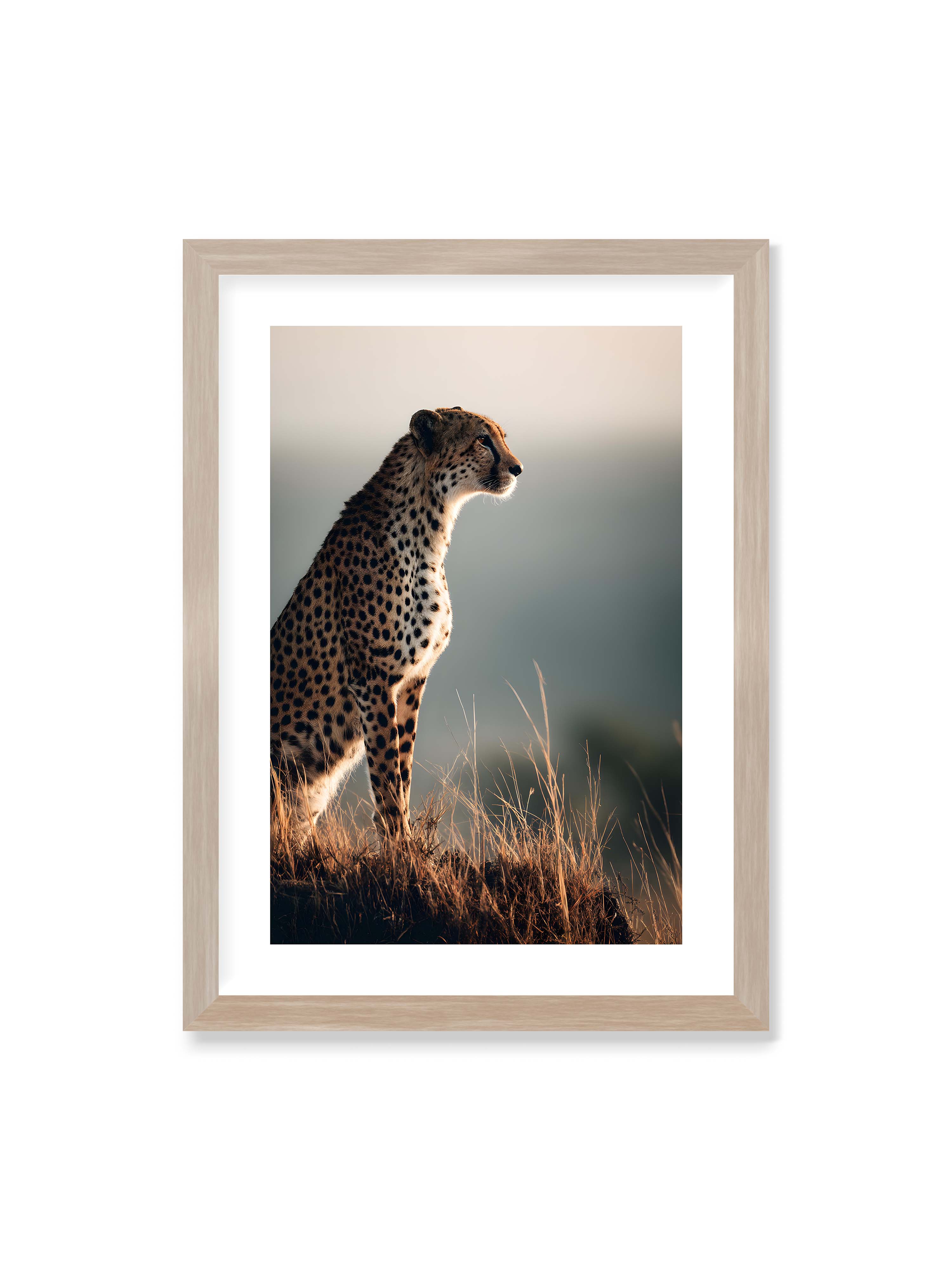 50x70 cm mit weißem Galerie-Rand im Eichenrahmen – Gepard steht aufmerksam im hohen Gras, seitliches Profil mit geflecktem Fell vor ruhigem Hintergrund.