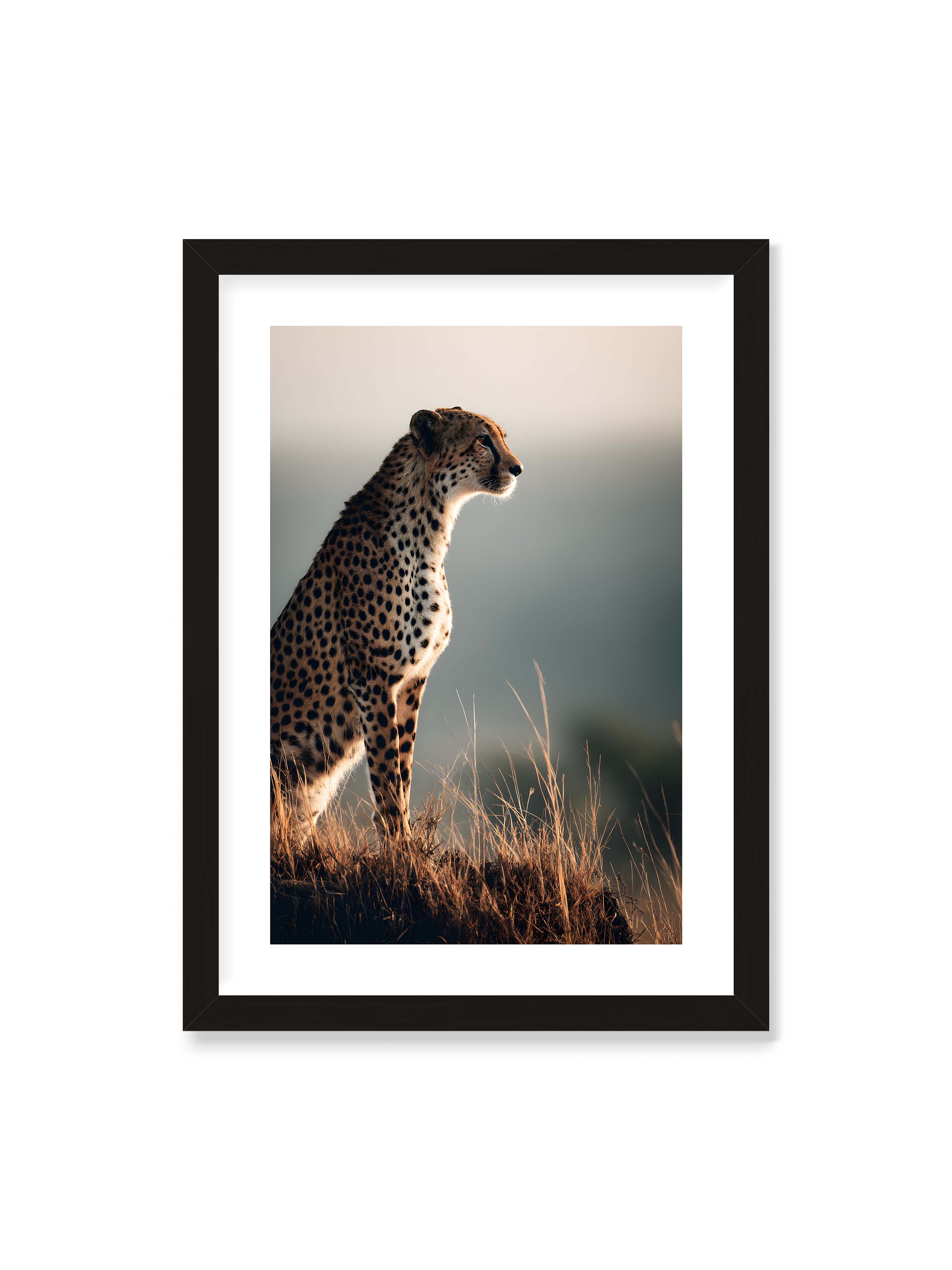 50x70 cm mit weißem Galerie-Rand mit schwarzem Rahmen – Gepard steht aufmerksam im hohen Gras, seitliches Profil mit geflecktem Fell vor ruhigem Hintergrund.