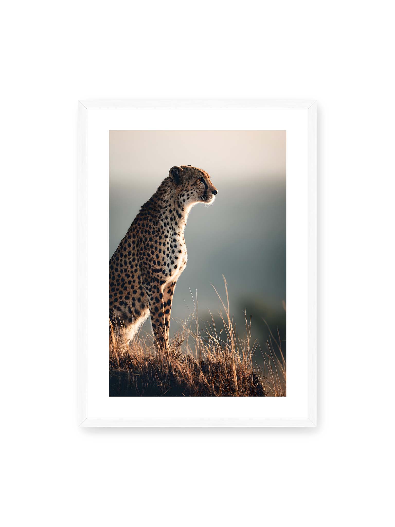 50x70 cm, weißer Galerie-Rand, weißer Rahmen – Gepard steht aufmerksam im hohen Gras, seitliches Profil mit geflecktem Fell vor ruhigem Hintergrund.