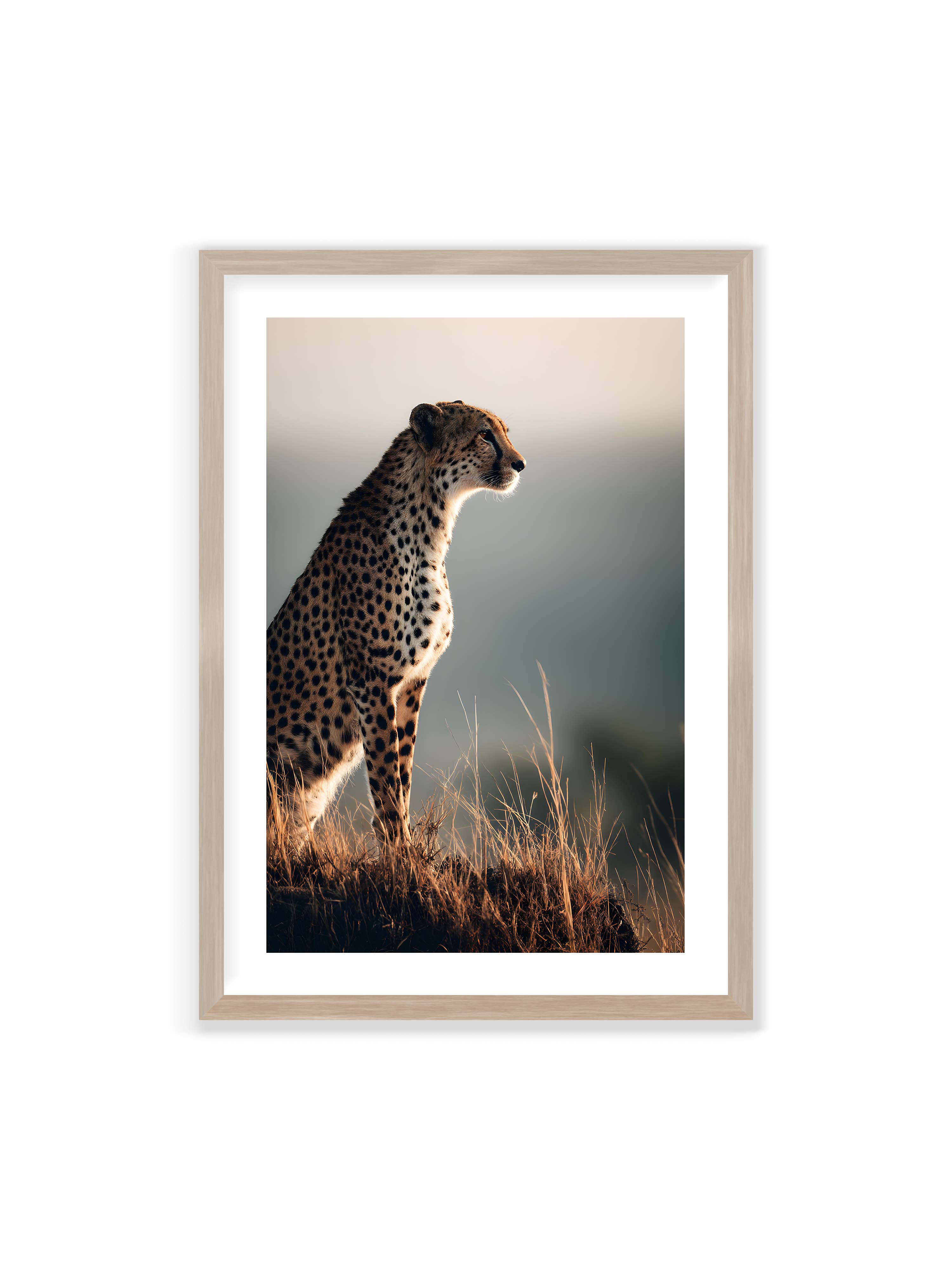 70x100 cm mit weißem Galerie-Rand im Eichenrahmen – Gepard steht aufmerksam im hohen Gras, seitliches Profil mit geflecktem Fell vor ruhigem Hintergrund.