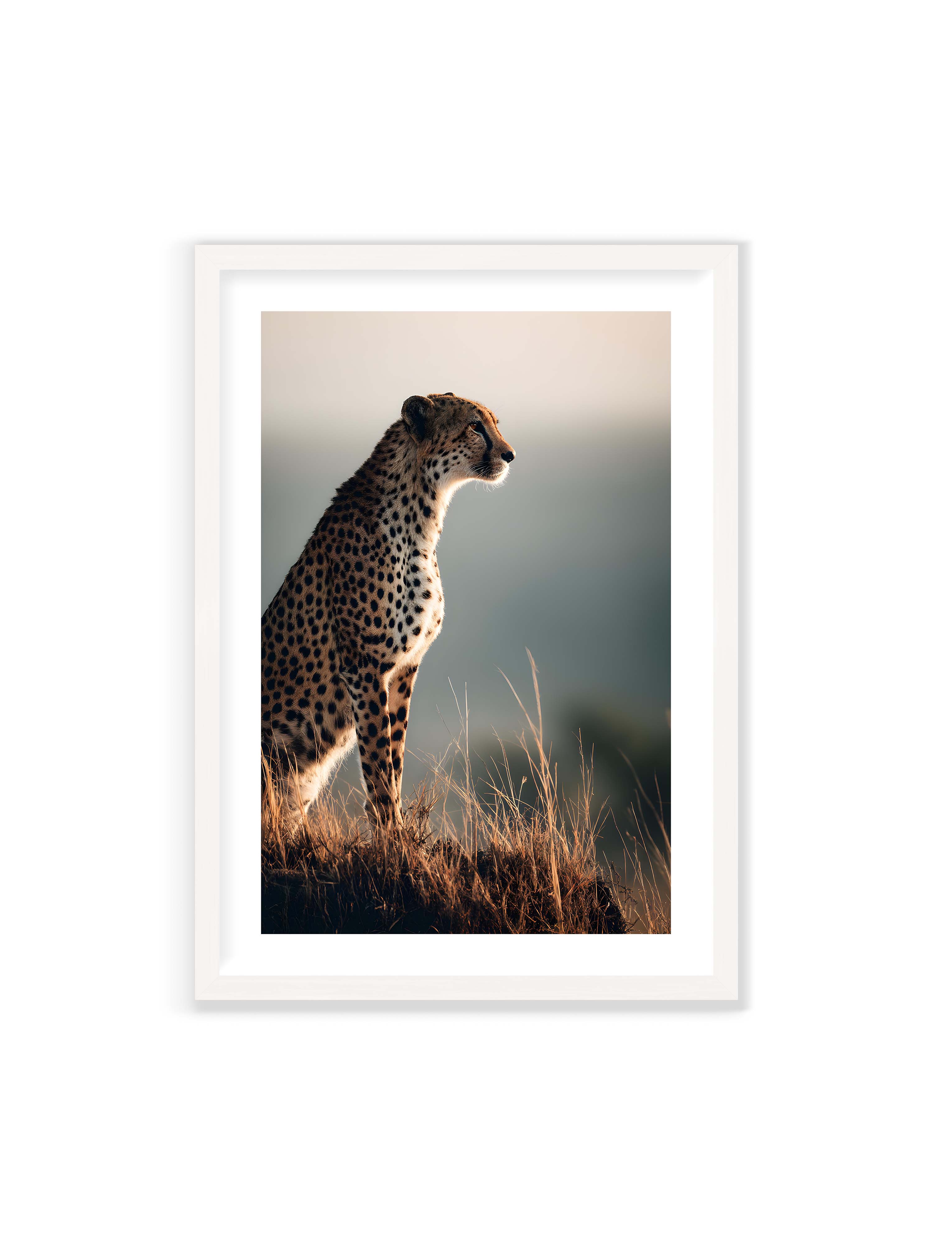 70x100 cm mit weißem Galerie-Rand mit weißem Rahmen – Gepard steht aufmerksam im hohen Gras, seitliches Profil mit geflecktem Fell vor ruhigem Hintergrund.