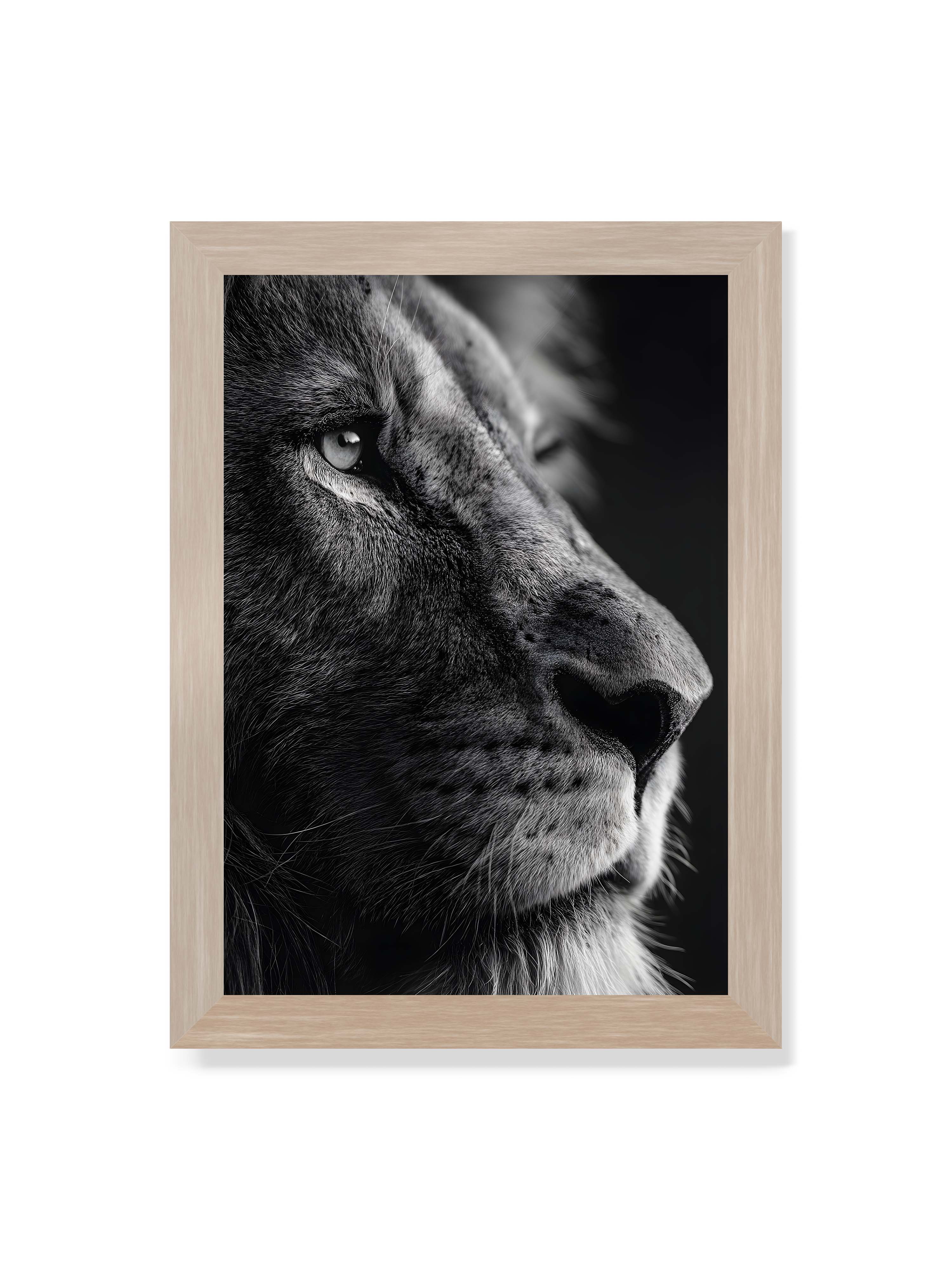 21x30 cm ohne Galerie-Rand im Eichenrahmen – Schwarzweißes Profil eines Löwenkopfes mit ruhigem Blick und starkem Licht-Schatten-Kontrast.