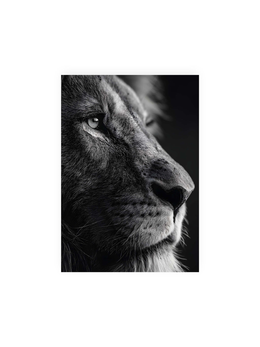 21x30 cm ohne Galerie-Rand ohne Rahmen – Schwarzweißes Profil eines Löwenkopfes mit ruhigem Blick und starkem Licht-Schatten-Kontrast.